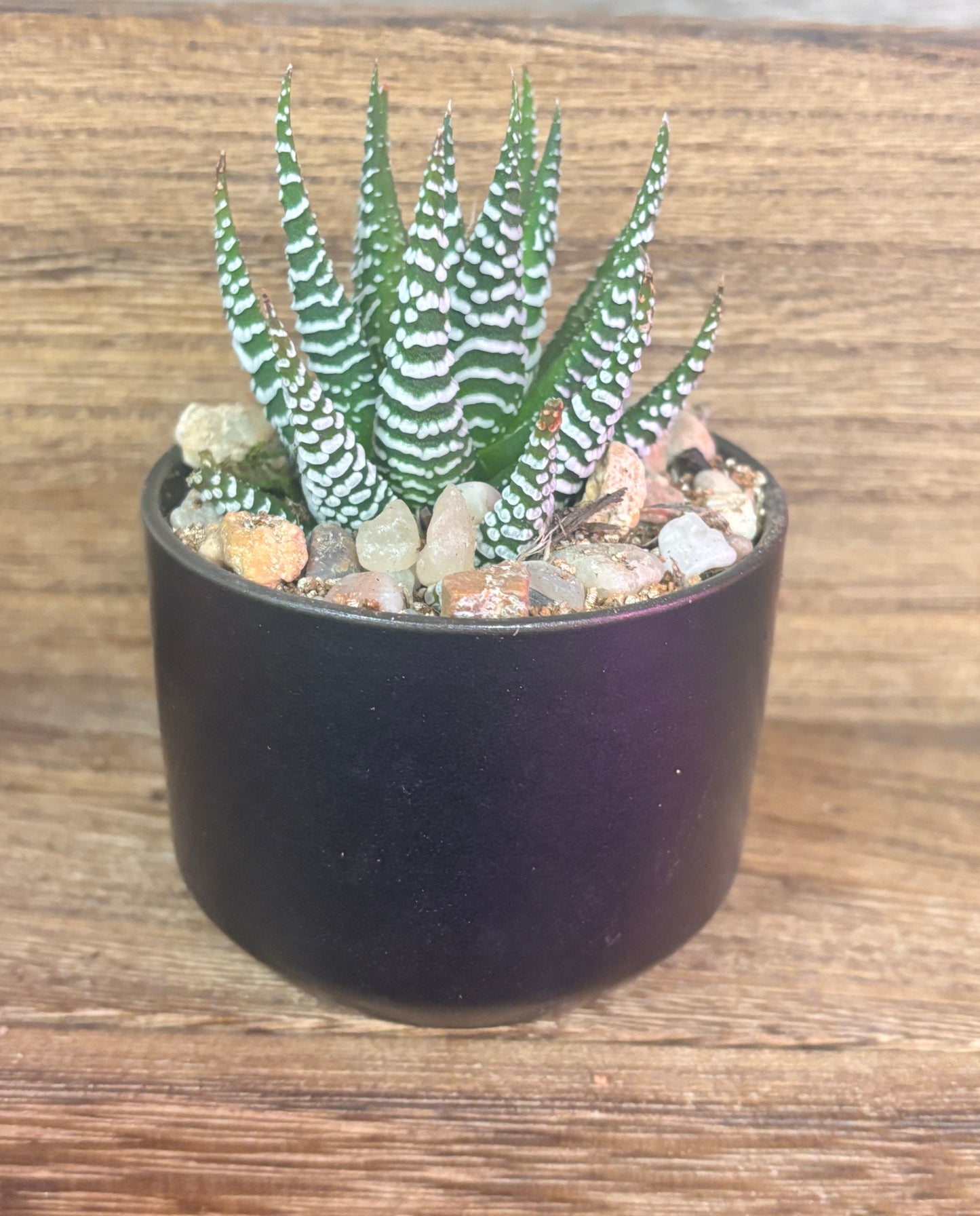 Succulent gift favors