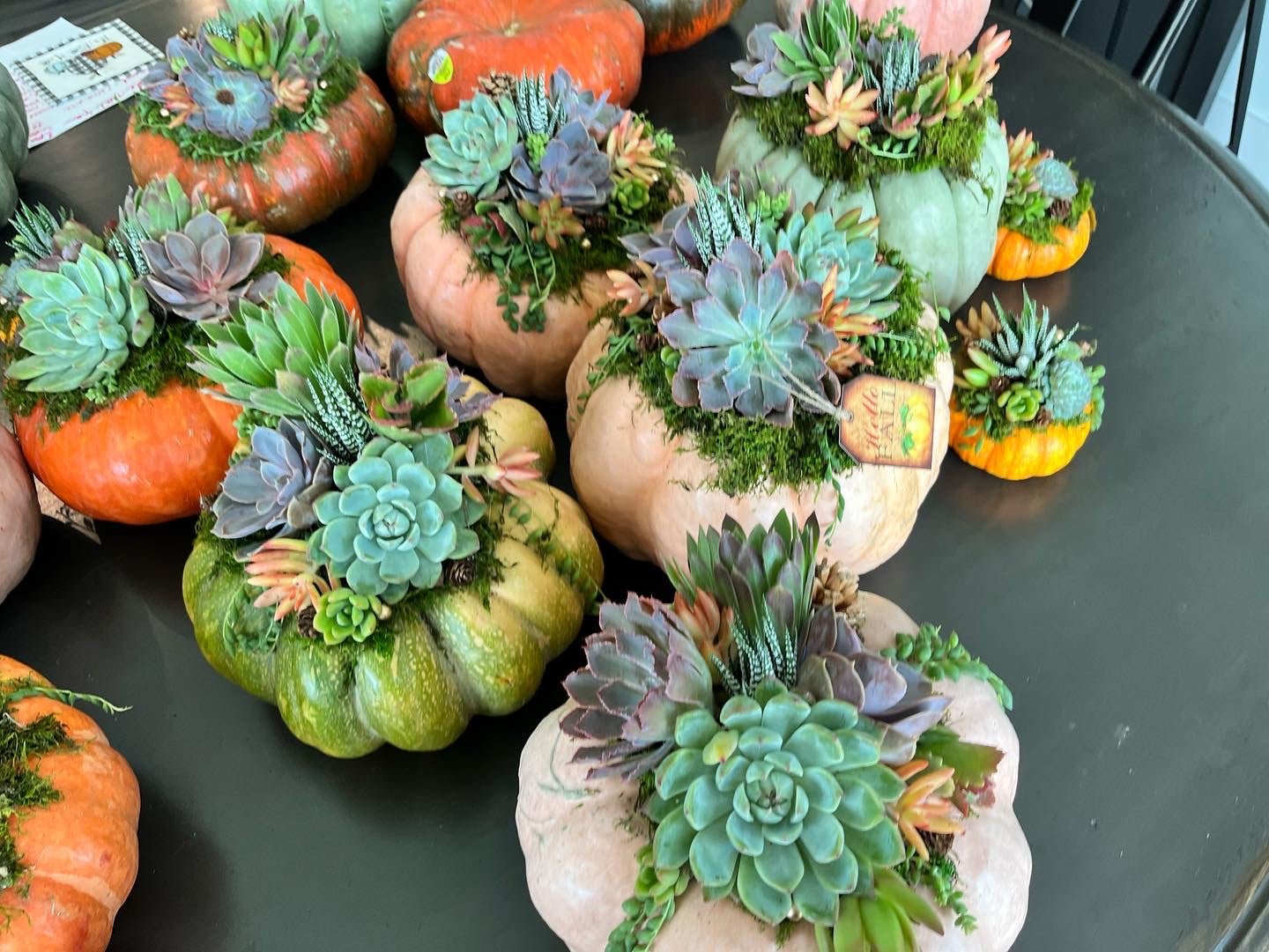 Succulent Pumpkin Workshop | Rooted Treasures Succulents