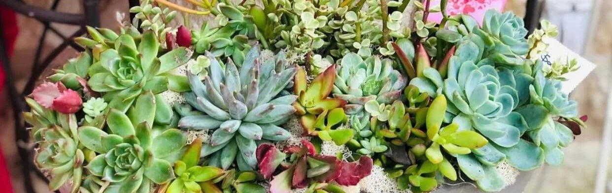 Beautiful Succulent Arrangement at Rooted Treasures Succulents