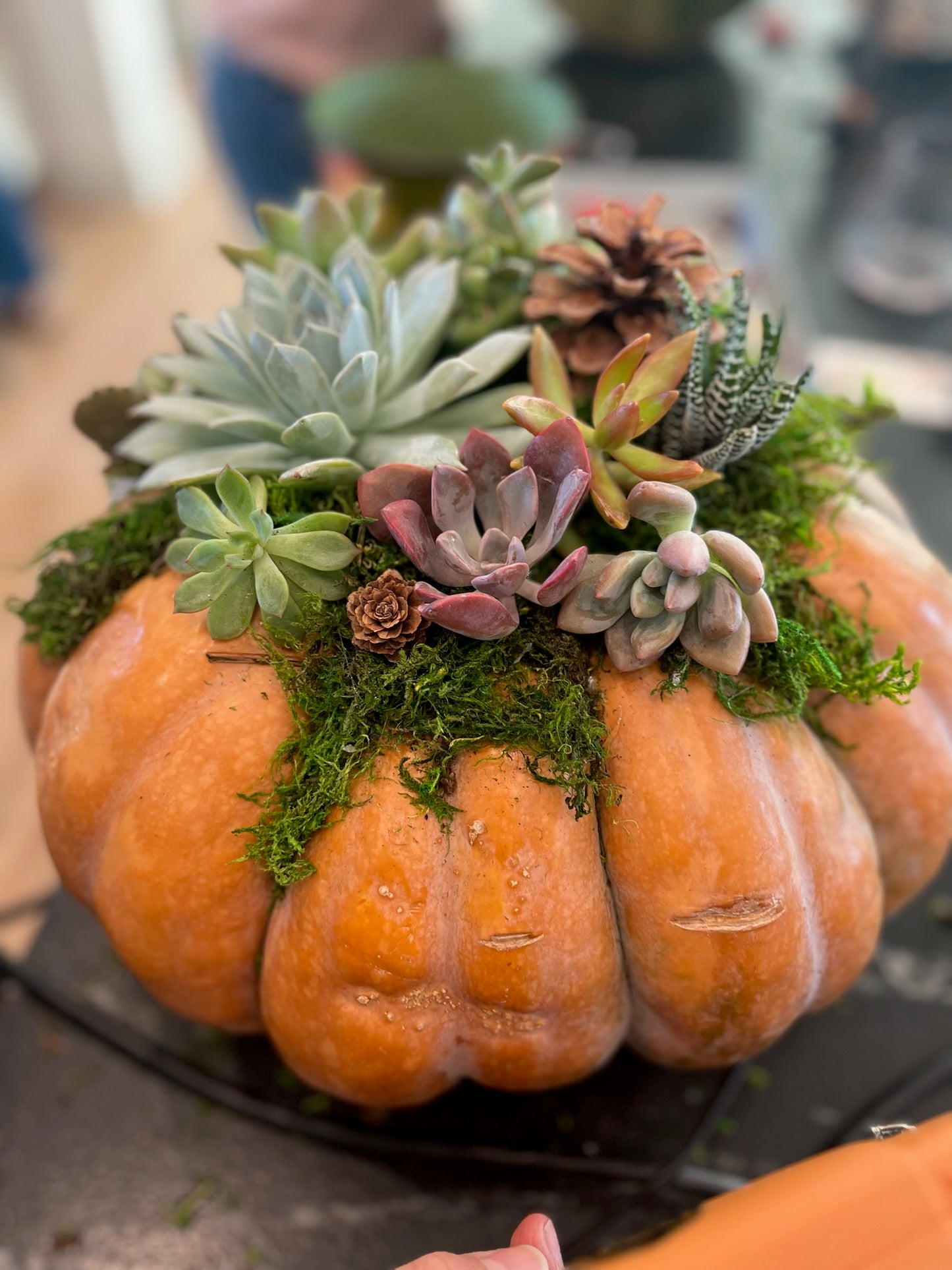 Succulent Pumpkin Workshop | Vista Brewing