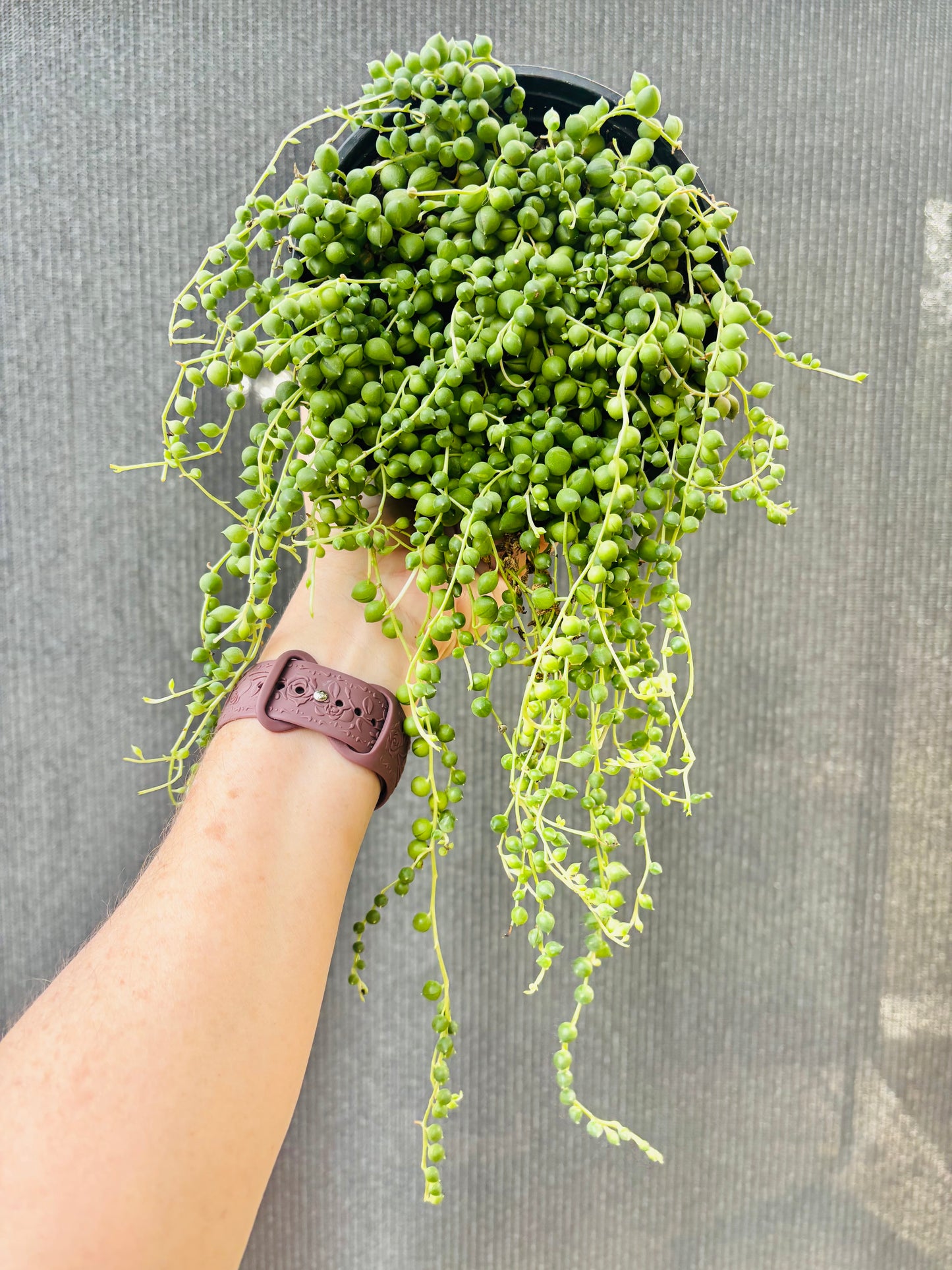 String of Pearls - six inch