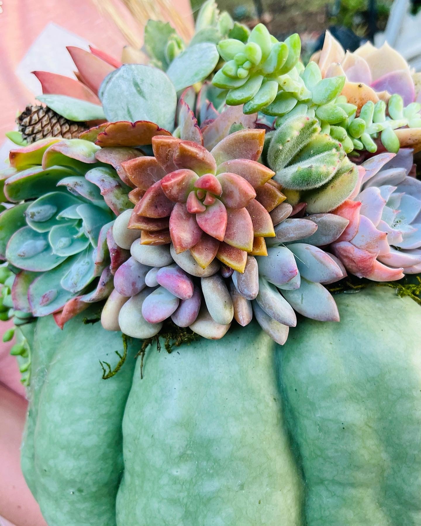 Mint Green Cinderella Succulent Pumpkin Centerpiece | Rooted Treasures Succulents