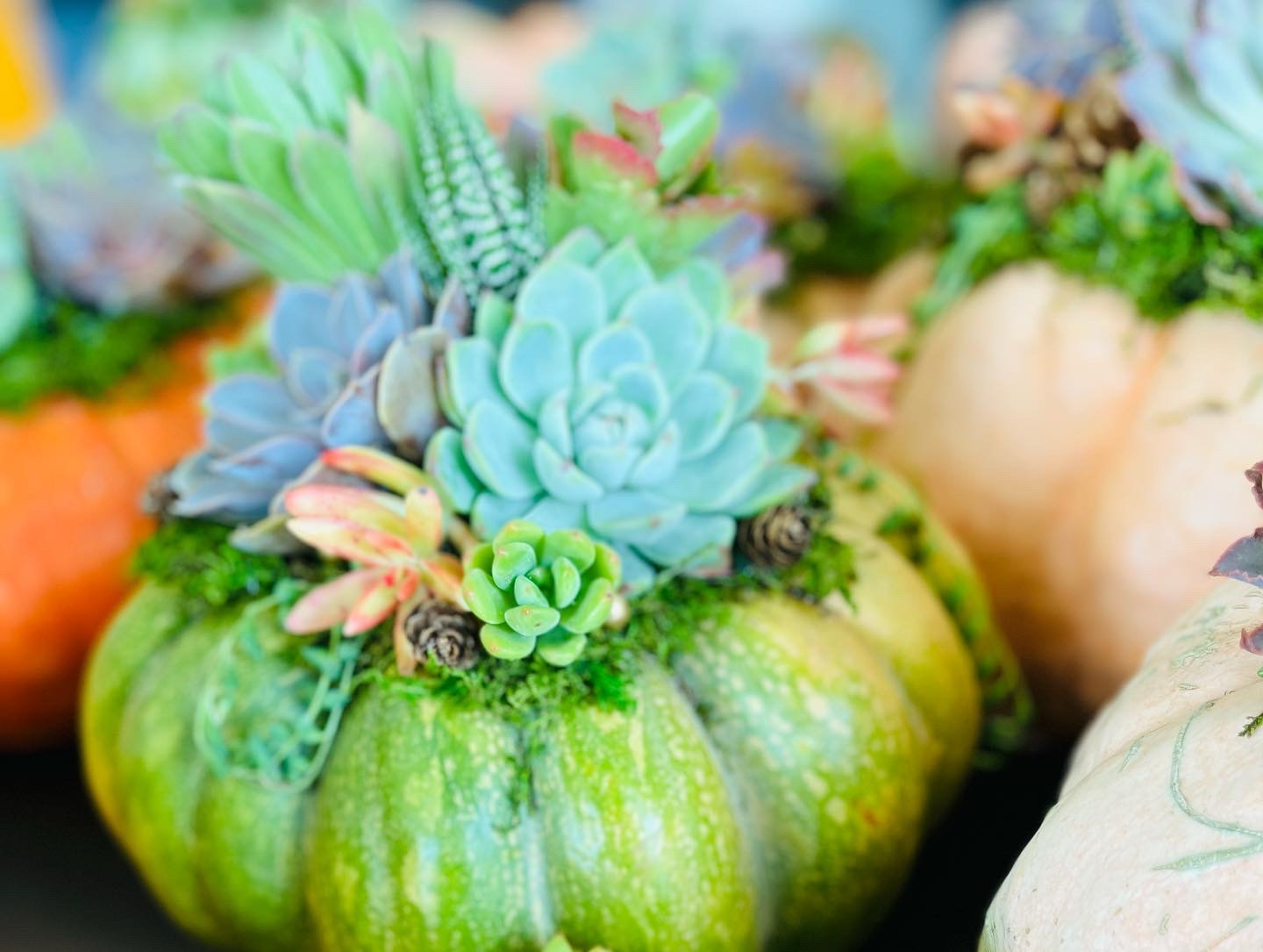 Succulent Pumpkin Workshop | Rooted Treasures Succulents