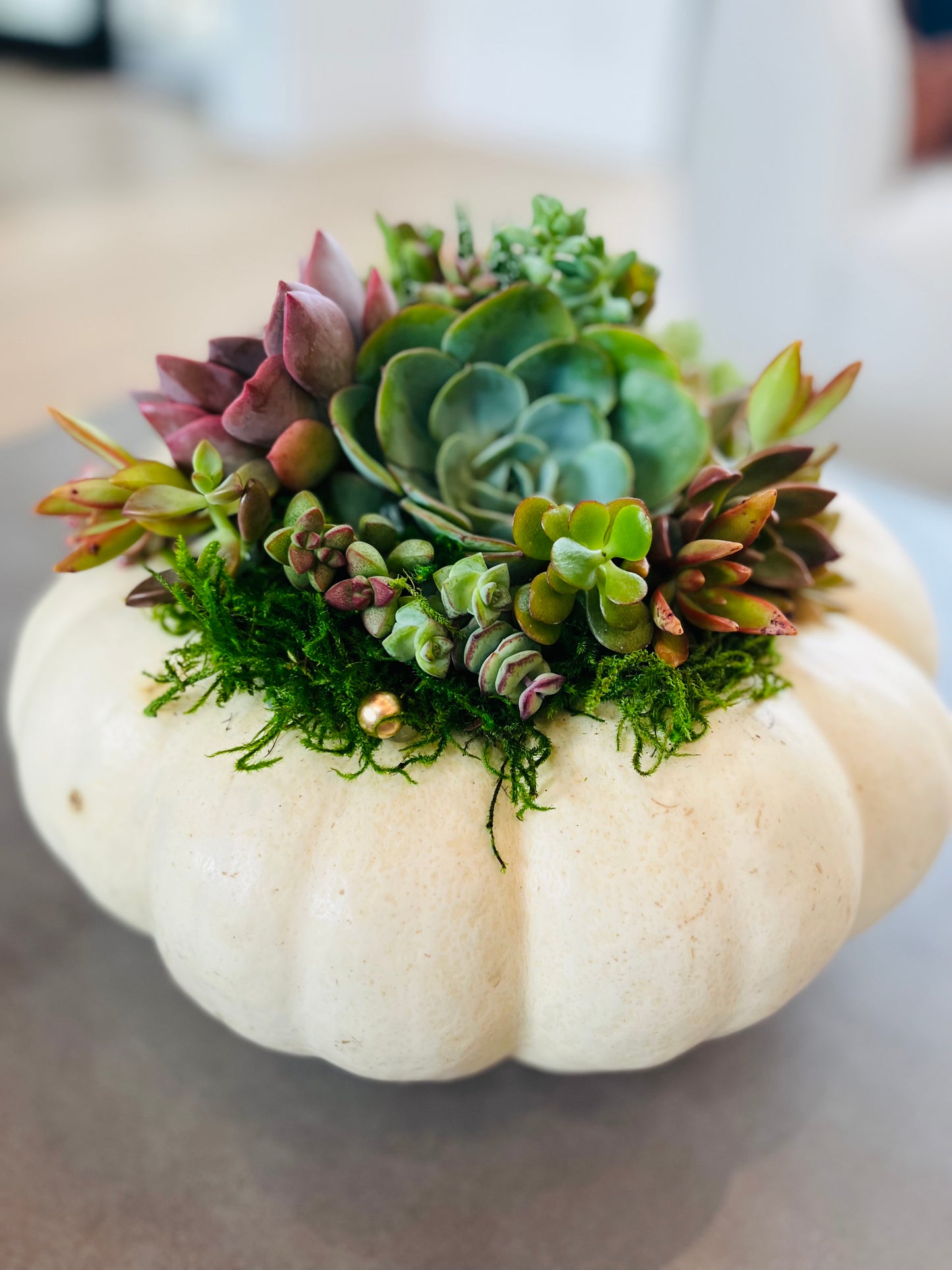 Large Succulent Pumpkin Centerpiece