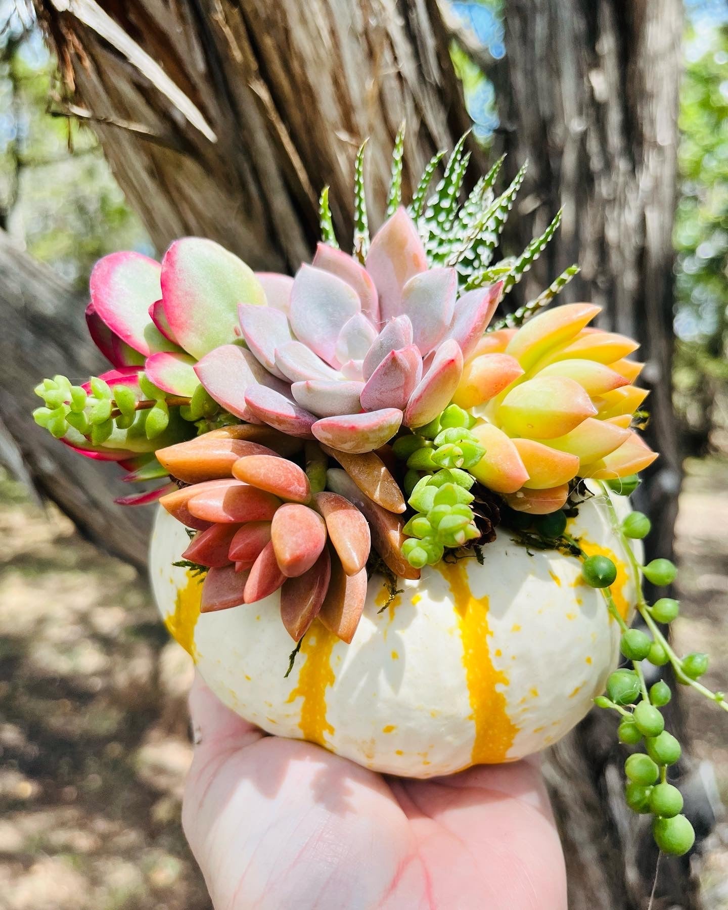 Succulent Pumpkin Workshop | Rooted Treasures Succulents