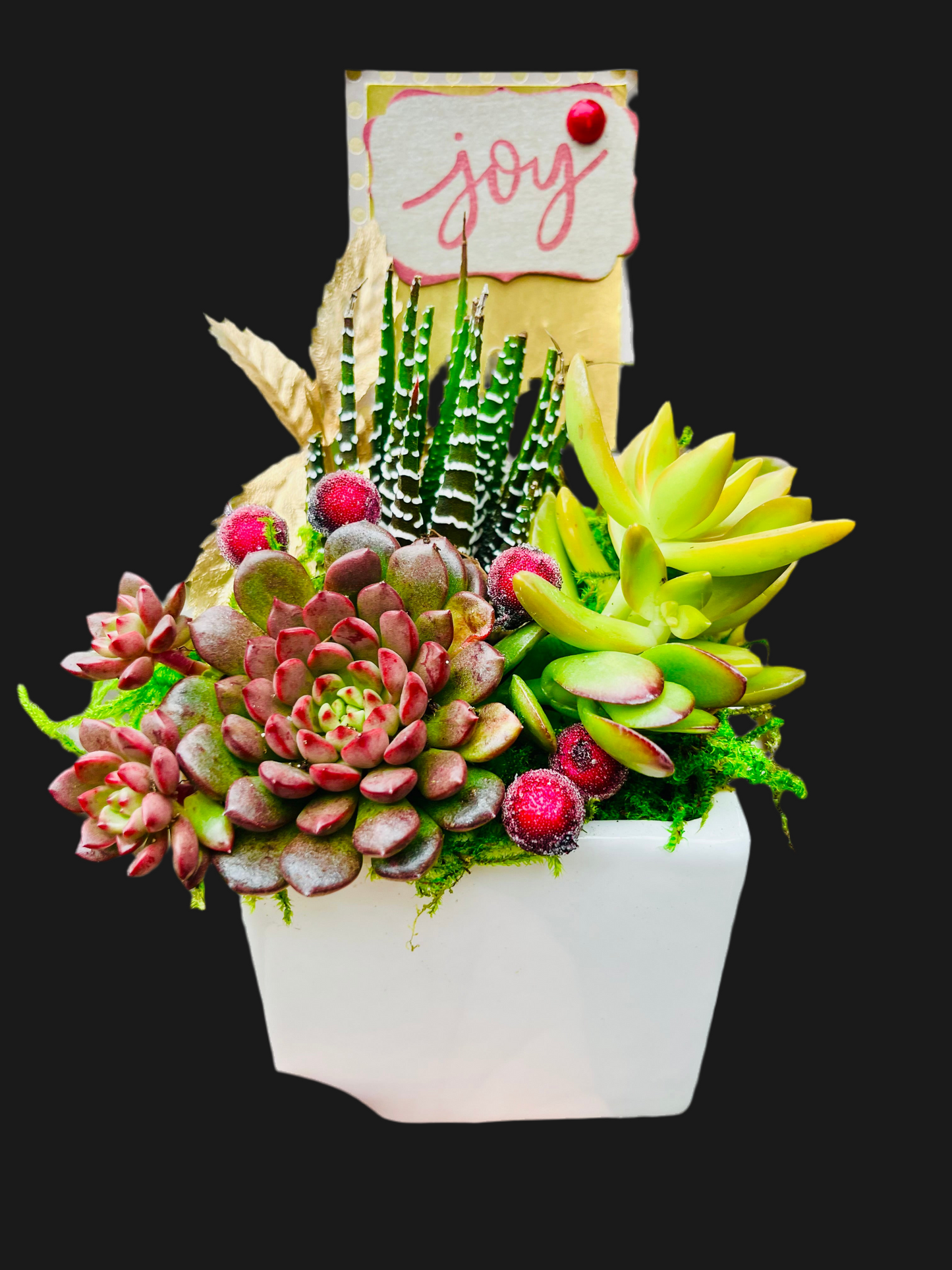 White Cube Succulent Christmas Gift