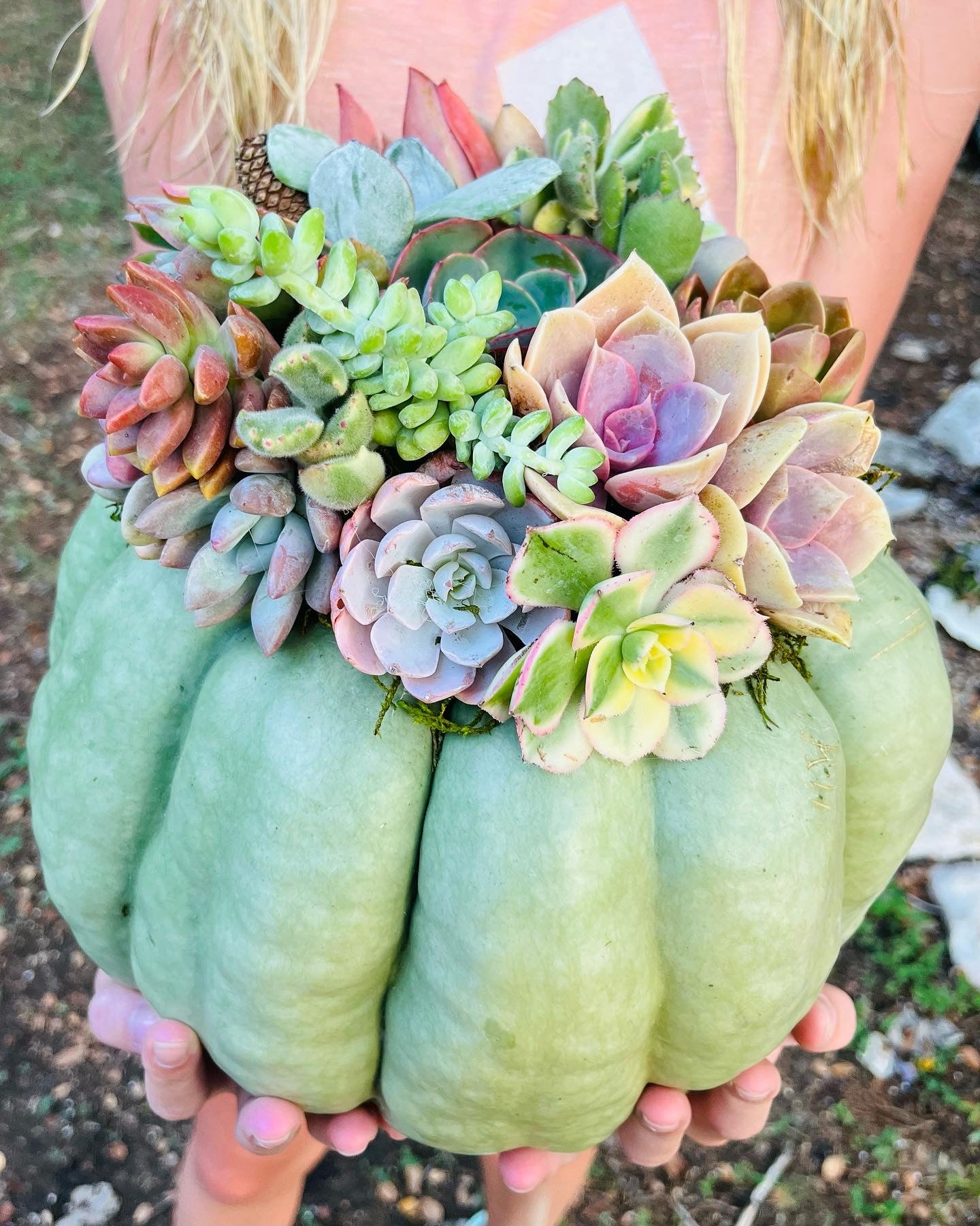 Mint Green Cinderella Succulent Pumpkin Centerpiece | Rooted Treasures Succulents