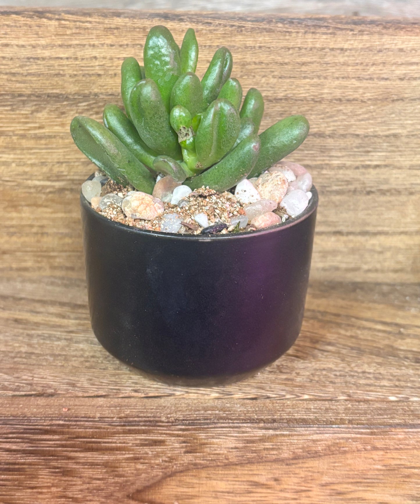 Succulent gift favors