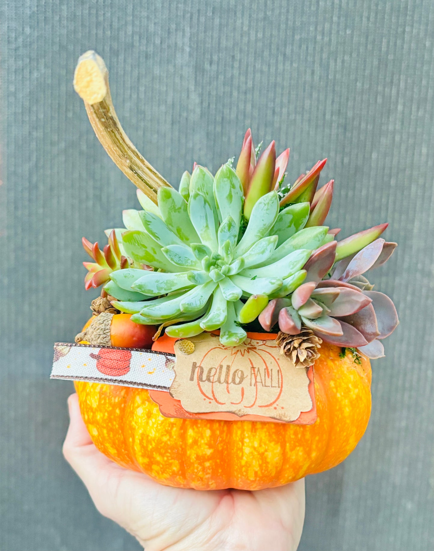 Hello Fall Succulent Pumpkin