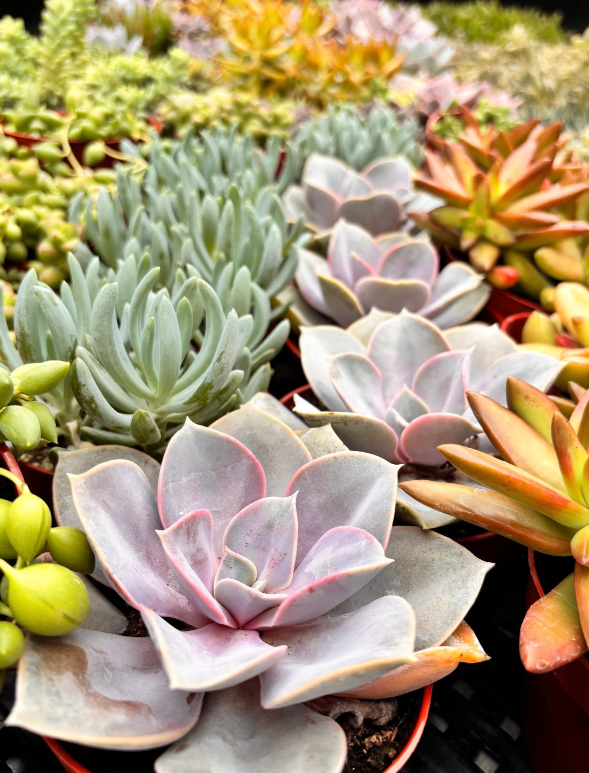 Mother's Day DIY Succulent Bar | Vista Brewing