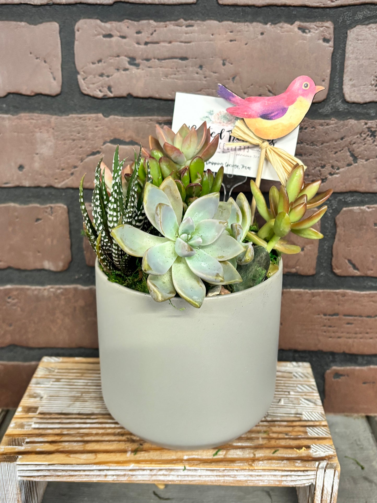 Birdsong Succulent Garden