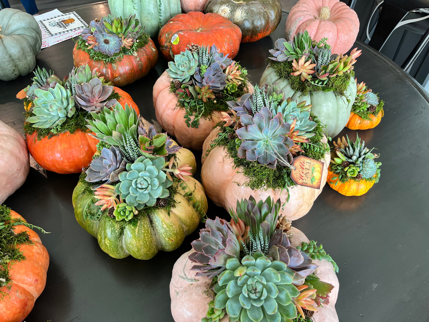 Succulent Pumpkin Workshop | Rooted Treasures Succulents