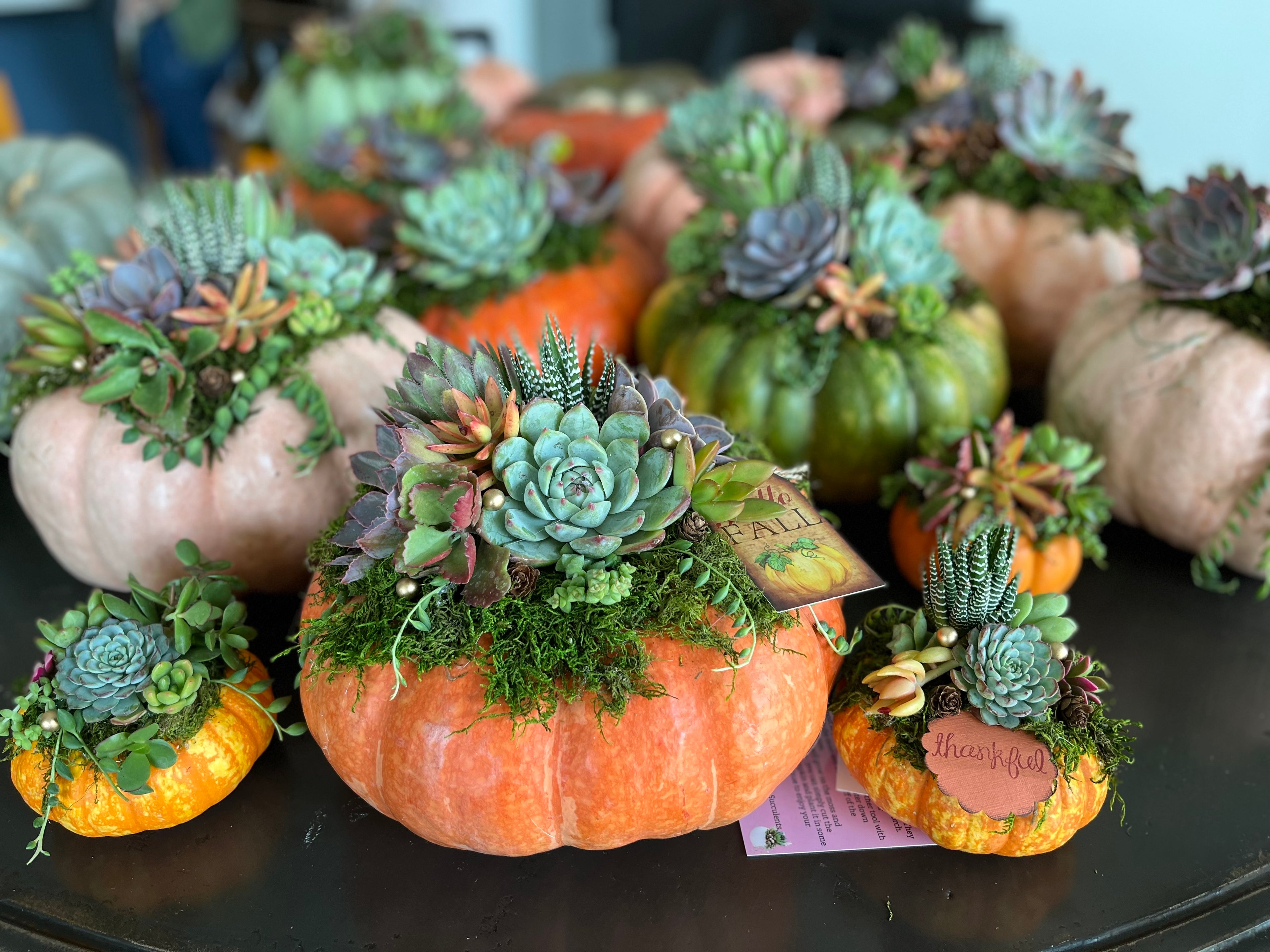 Succulent Pumpkin Workshop | Rooted Treasures Succulents