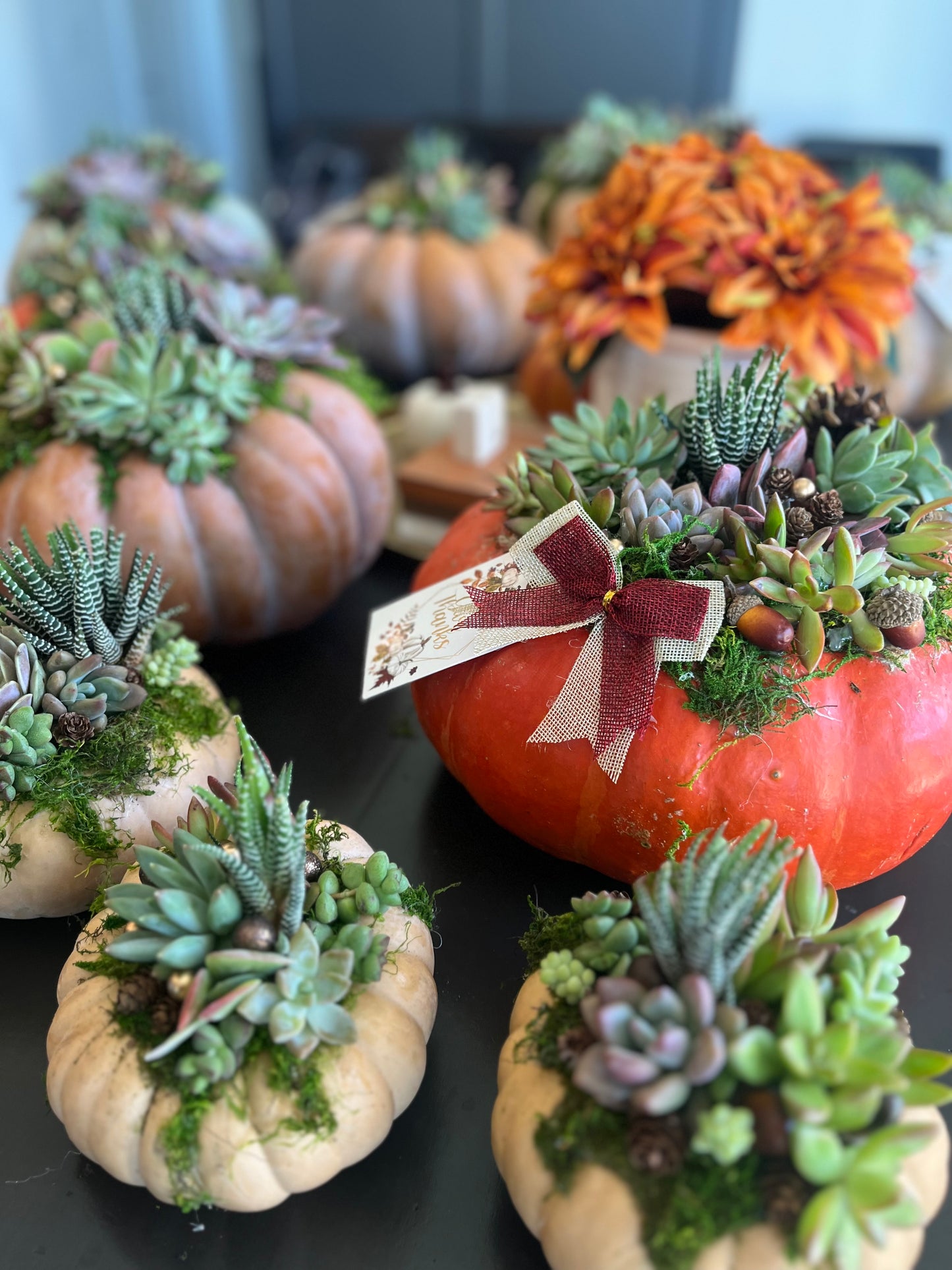 Mini Succulent Pumpkin Workshop
