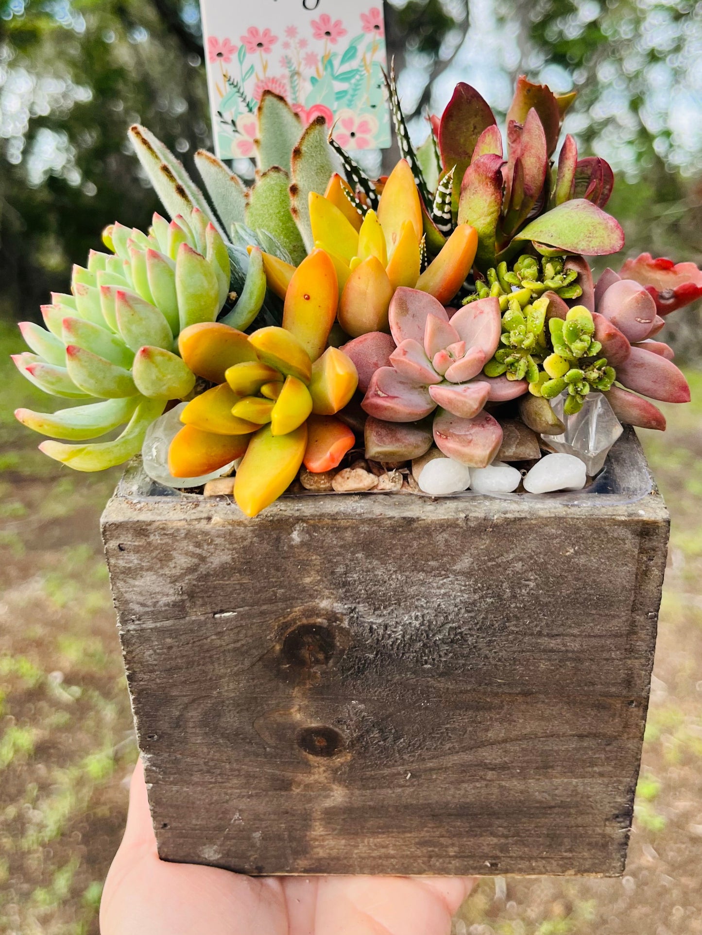 Mother's Day Succulent Garden Box | Rooted Treasures Succulents