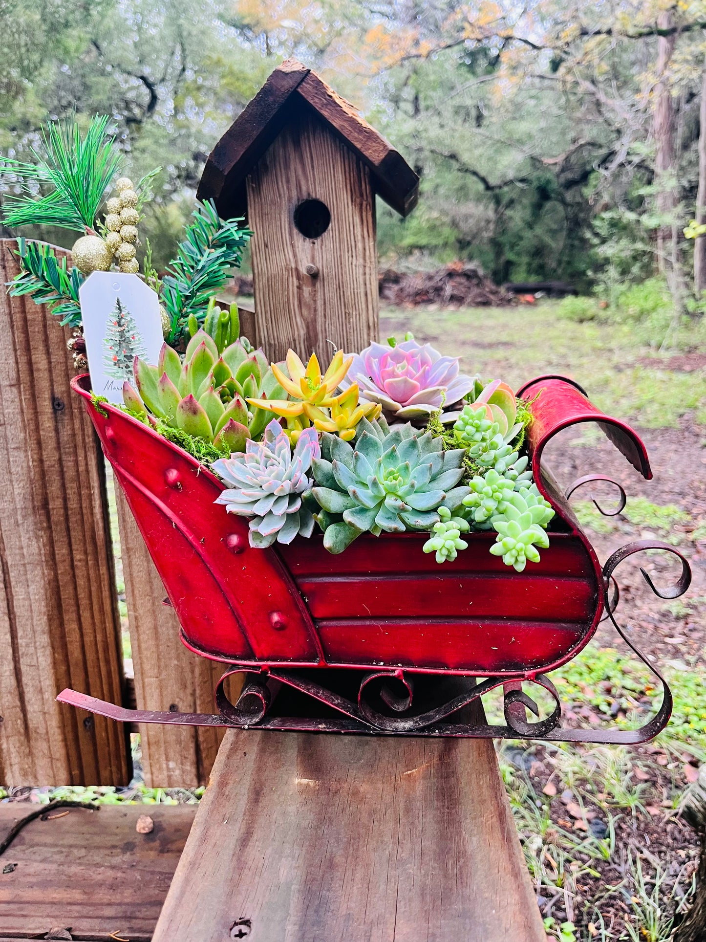 Christmas Succulent Sleigh | Rooted Treasures Succulents