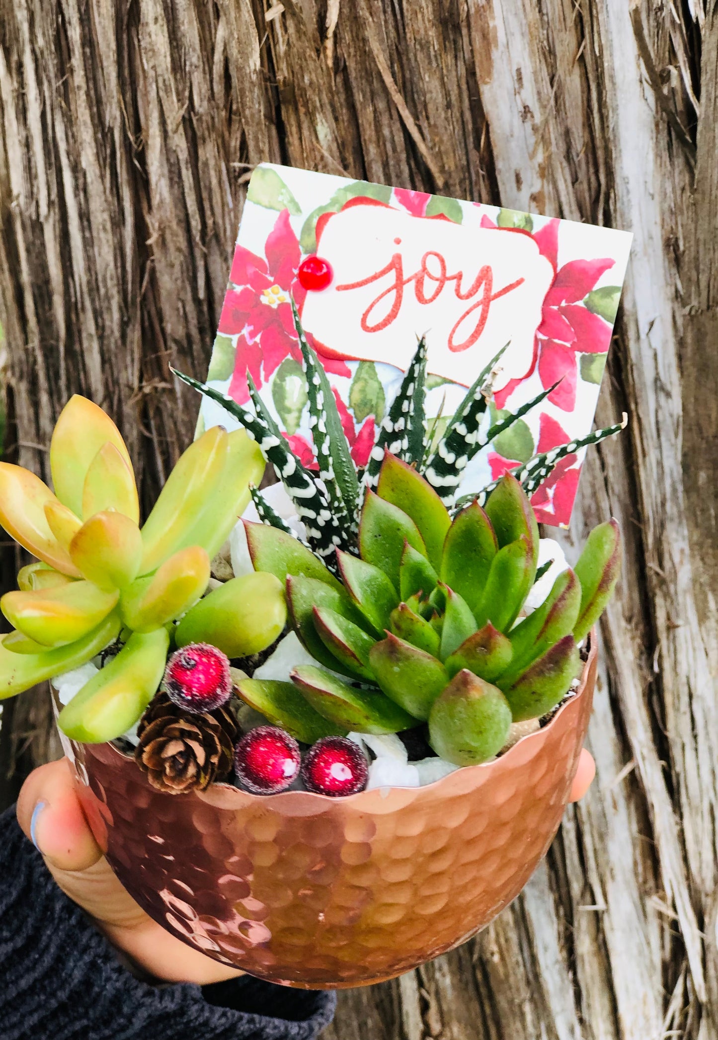 Christmas Succulent | Rooted Treasures Succulents