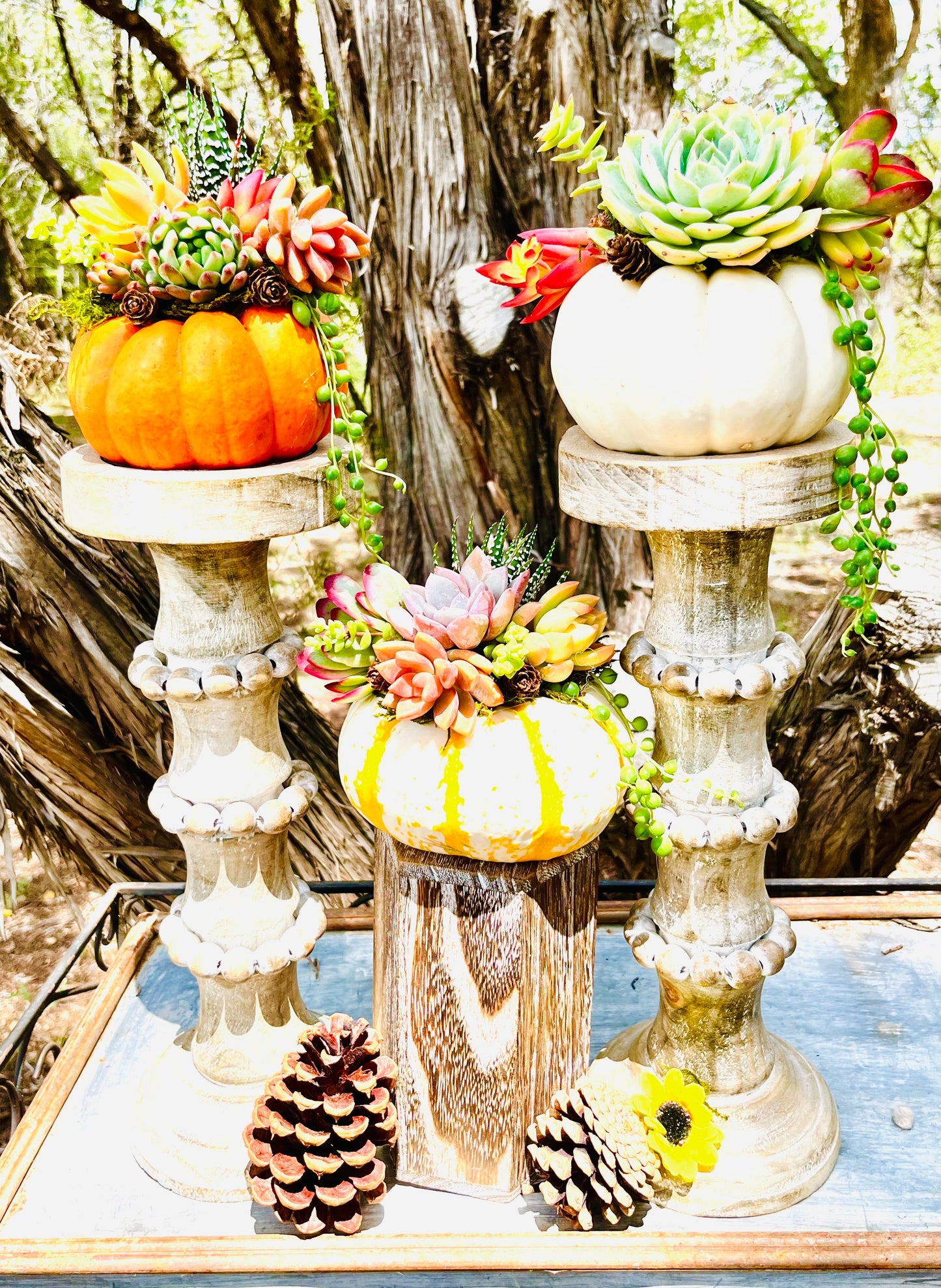 Succulent Pumpkin Workshop | Rooted Treasures Succulents