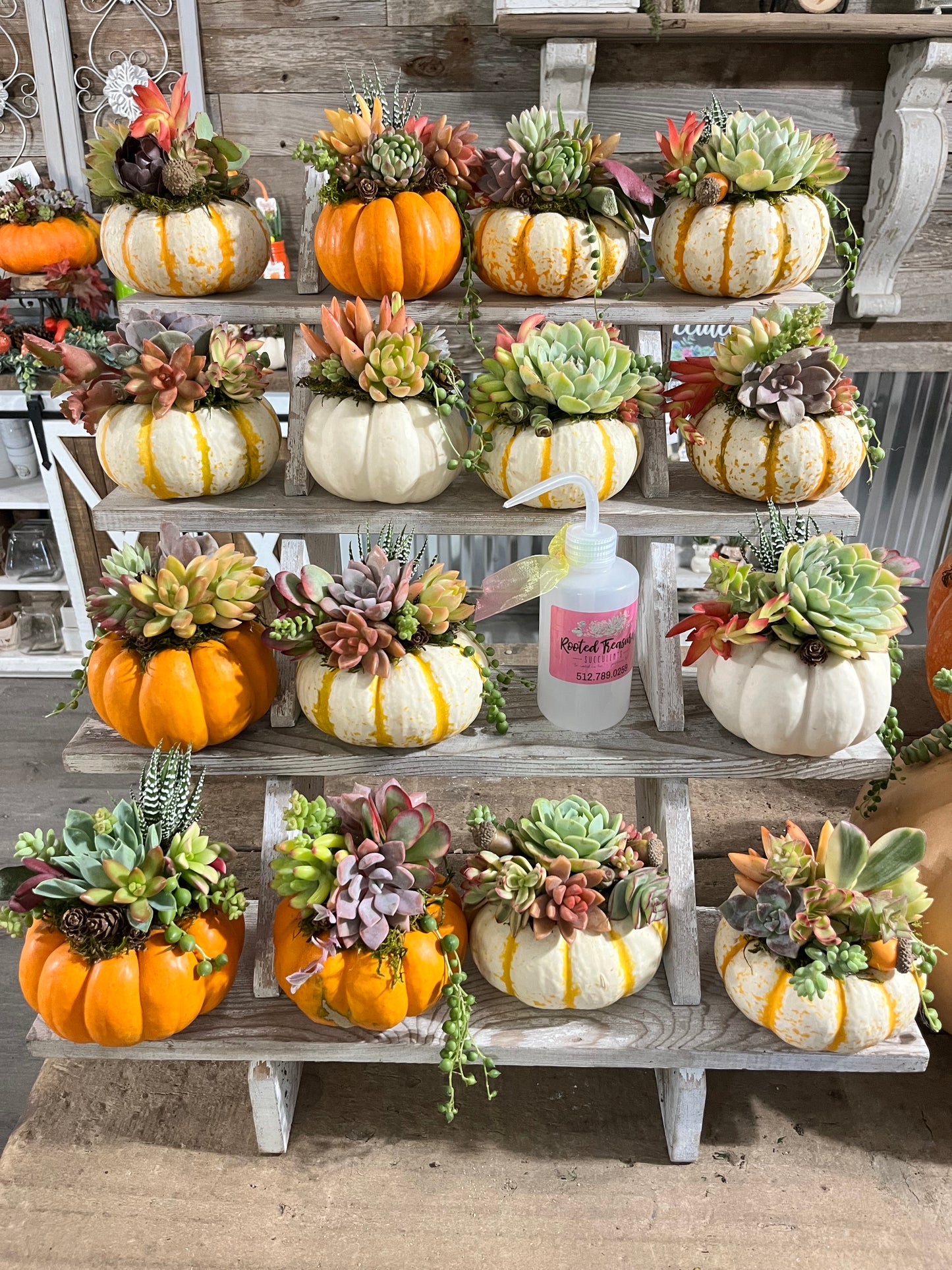 Succulent Mini Pumpkin | Rooted Treasures Succulents