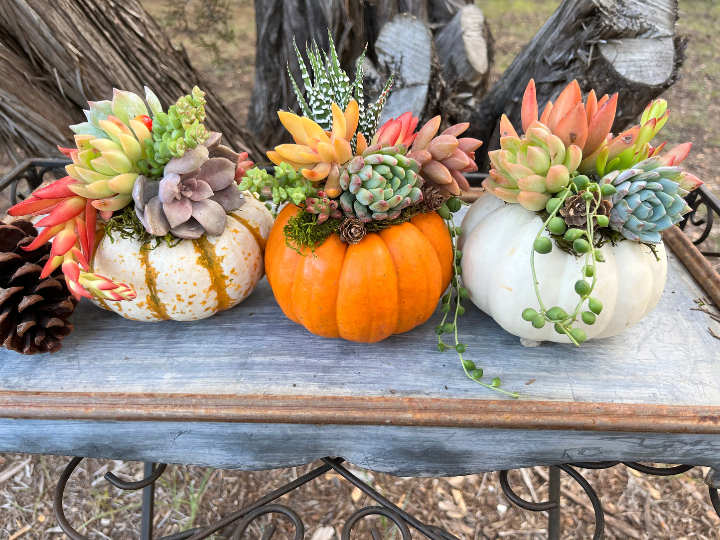 Succulent Mini Pumpkin | Rooted Treasures Succulents