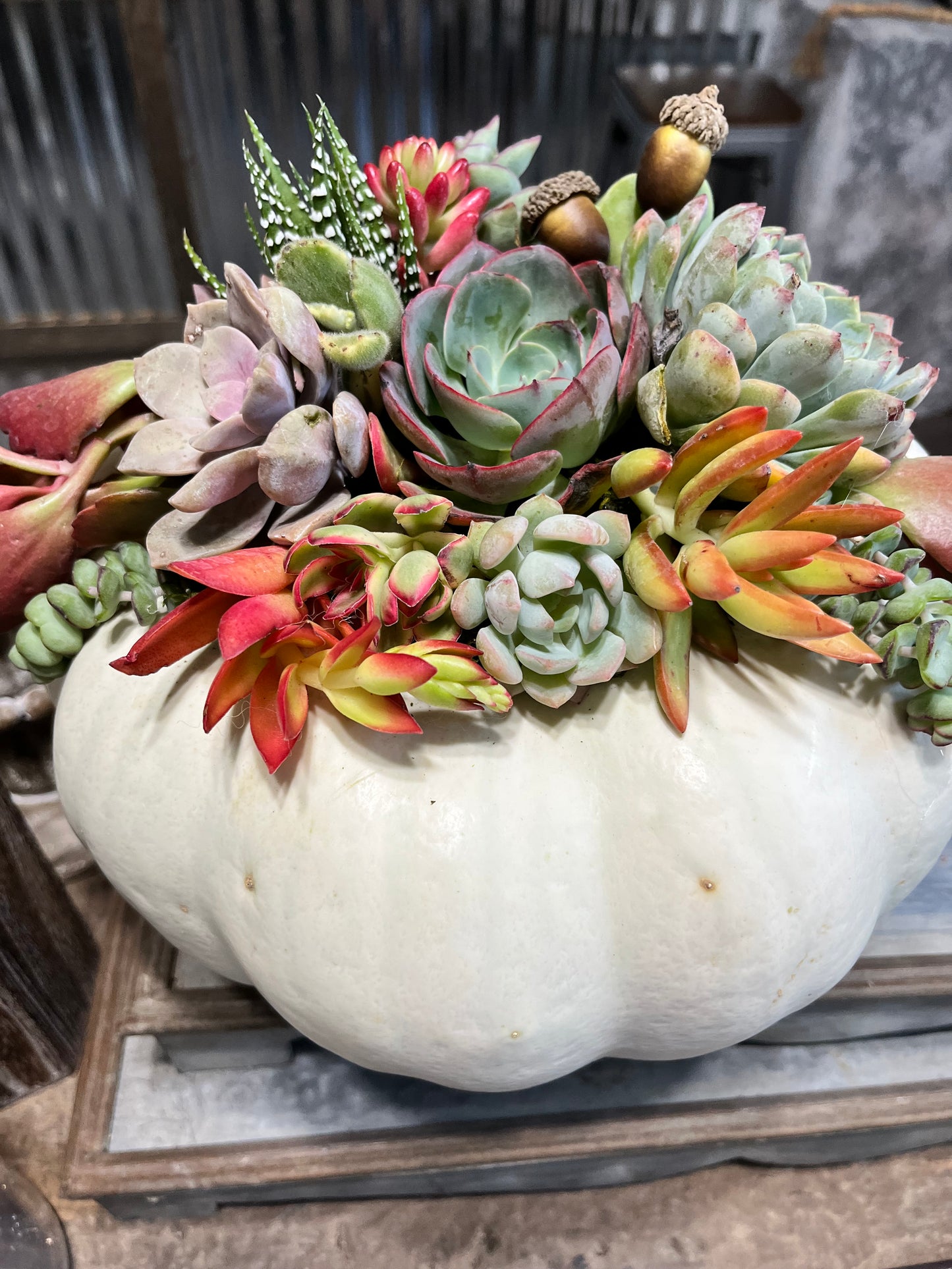 Large Pumpkin Centerpiece | Rooted Treasures Succulents