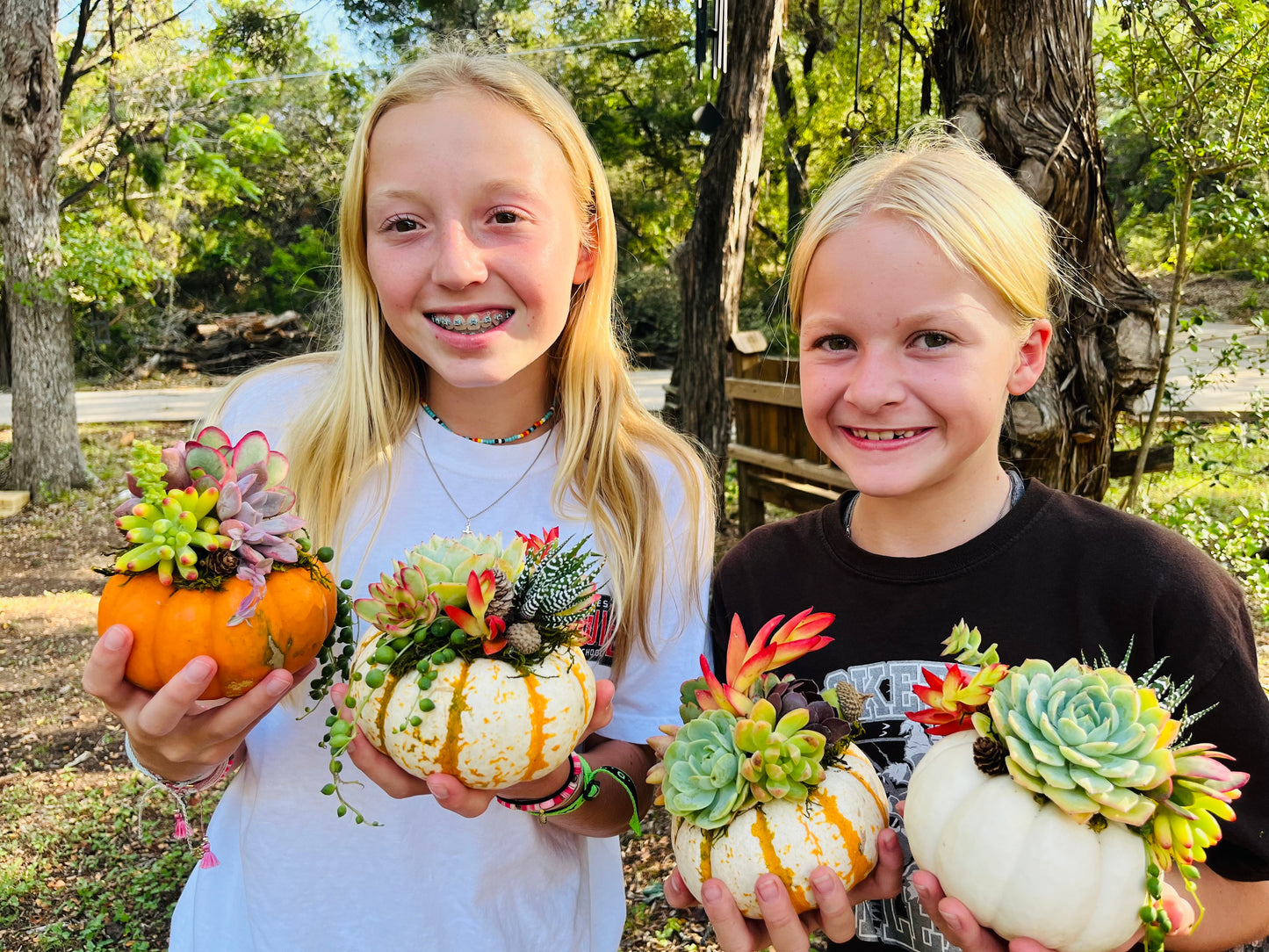 Succulent Mini Pumpkin | Rooted Treasures Succulents