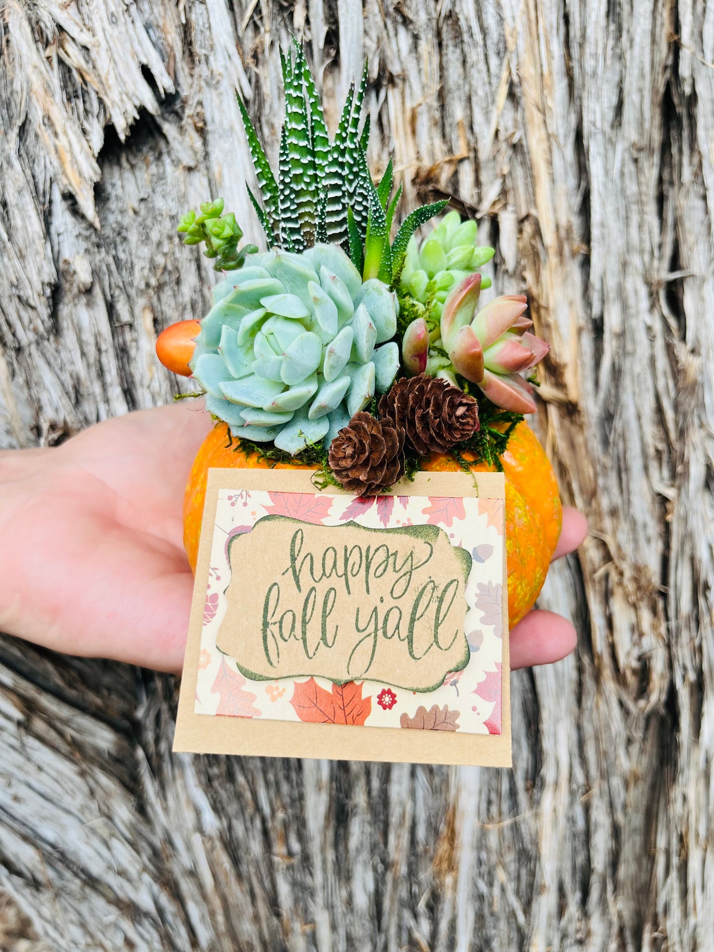 Fall Succulent Pumpkin Sale