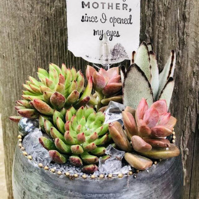 Rooted Treasures Succulents in Austin, Lakeway and Dripping Springs