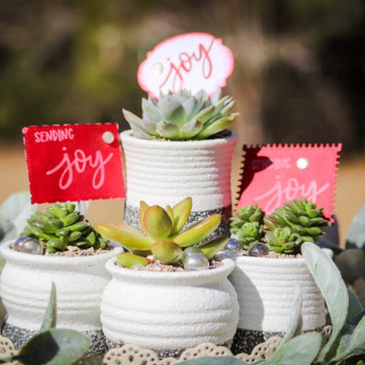 Rooted Treasures Succulents in Austin, Lakeway and Dripping Springs