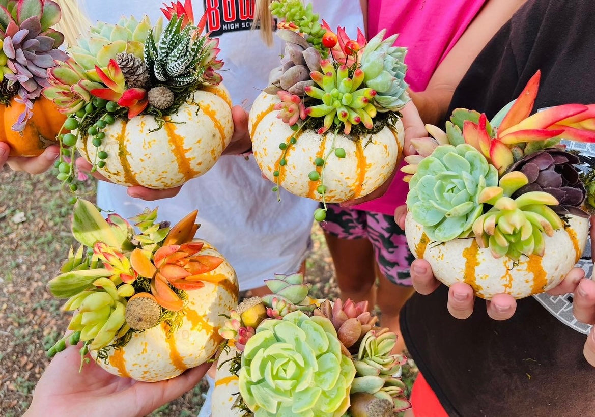 Succulent Pumpkin Workshop - Junior League