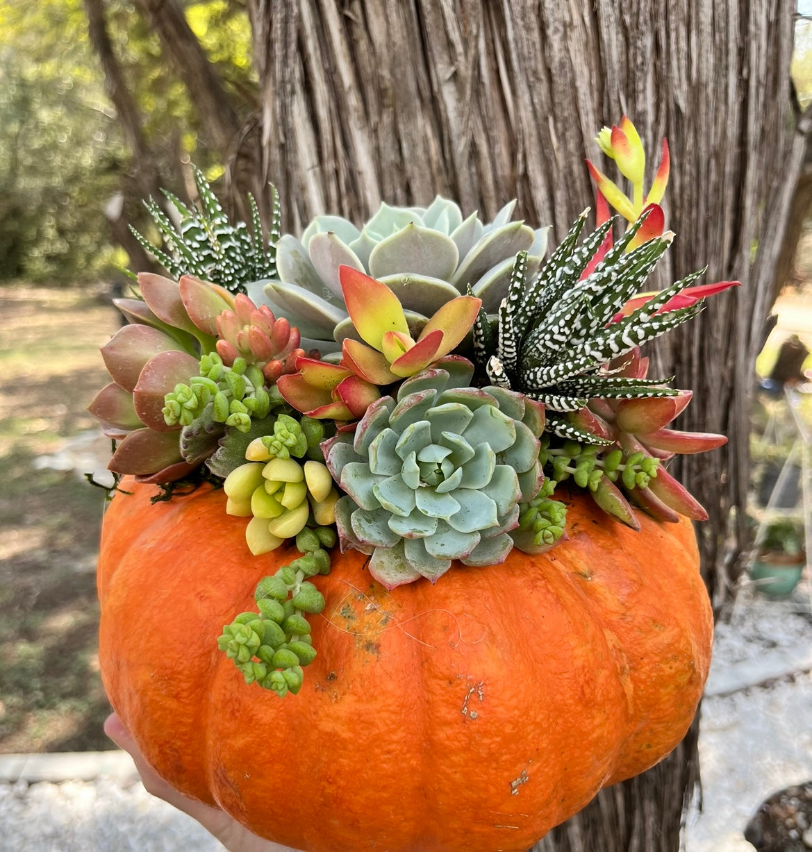 Succulent Pumpkin Workshop