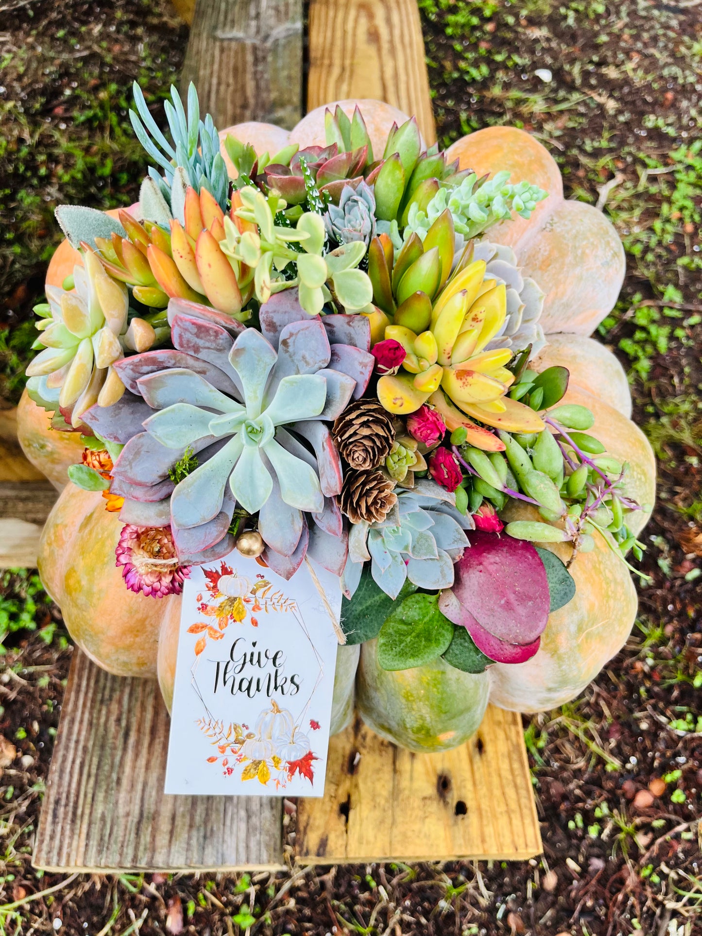 Succulent Pumpkin Workshop | Rooted Treasures Succulents