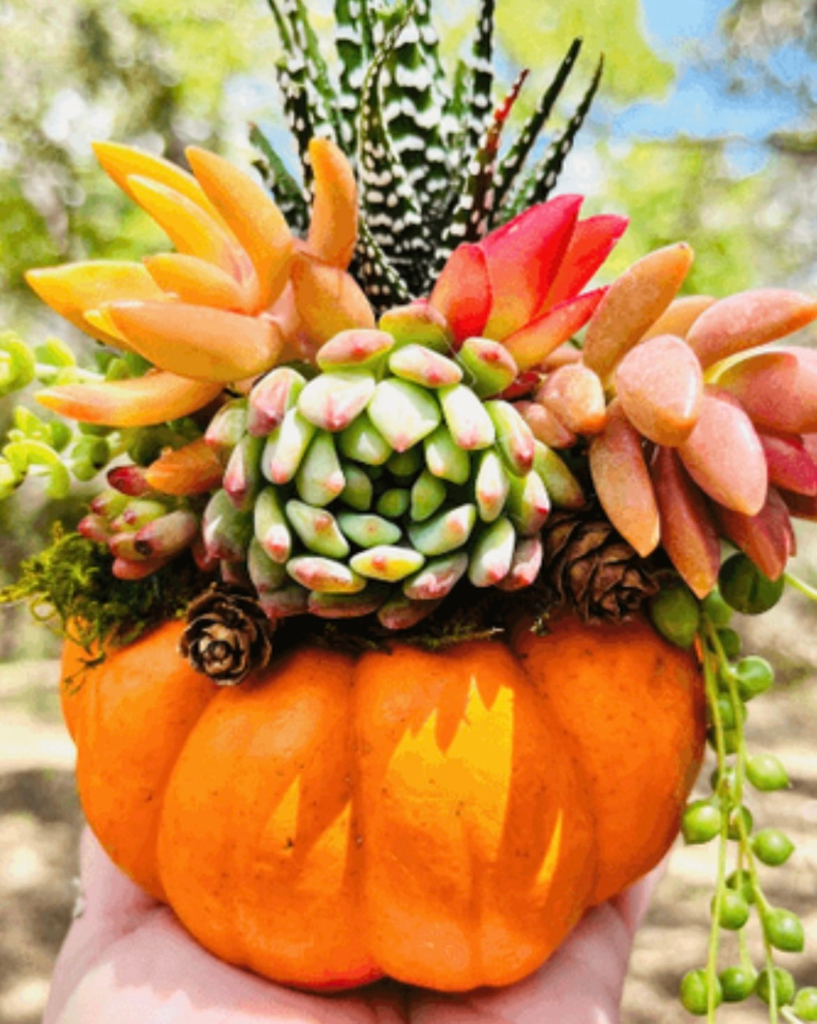 Succulent Pumpkin Workshop - Junior League