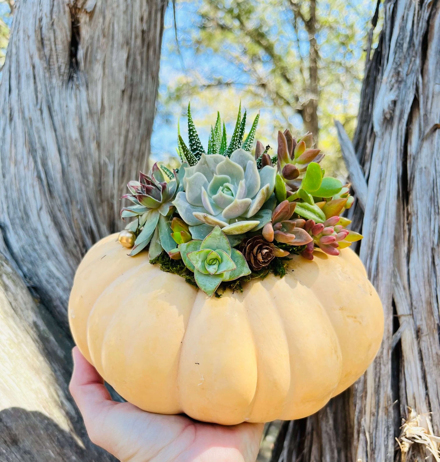 "Peach Fair Tale Pumpkin" Arrangement | Rooted Treasures Succulents