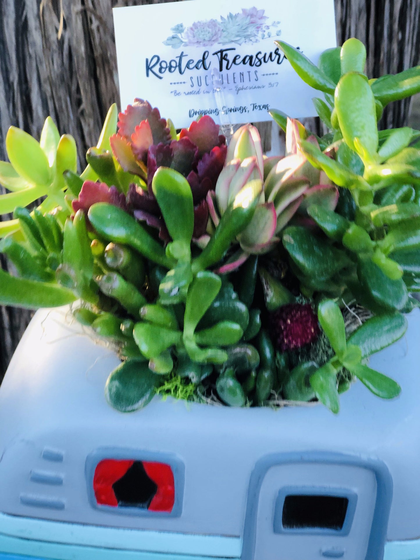 "Jaime's Adventures" Arrangement | Rooted Treasures Succulents