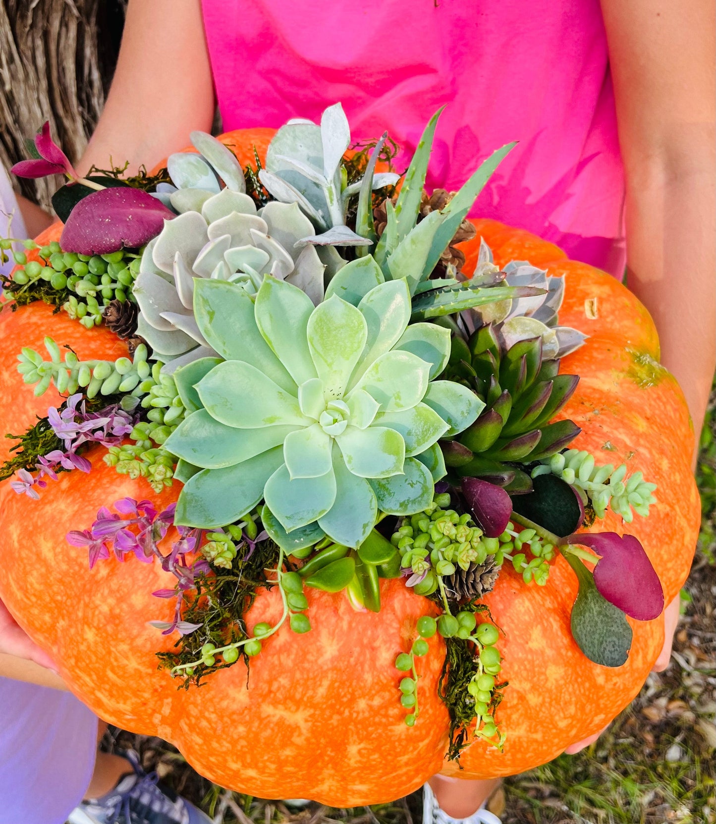 Grand Succulent Pumpkin Centerpiece | Rooted Treasures Succulents