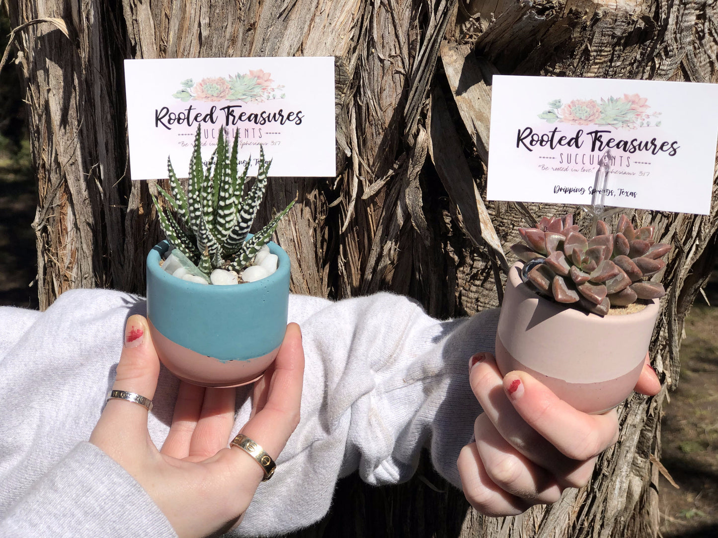 "Mini Cement Pot" Arrangement | Rooted Treasures Succulents