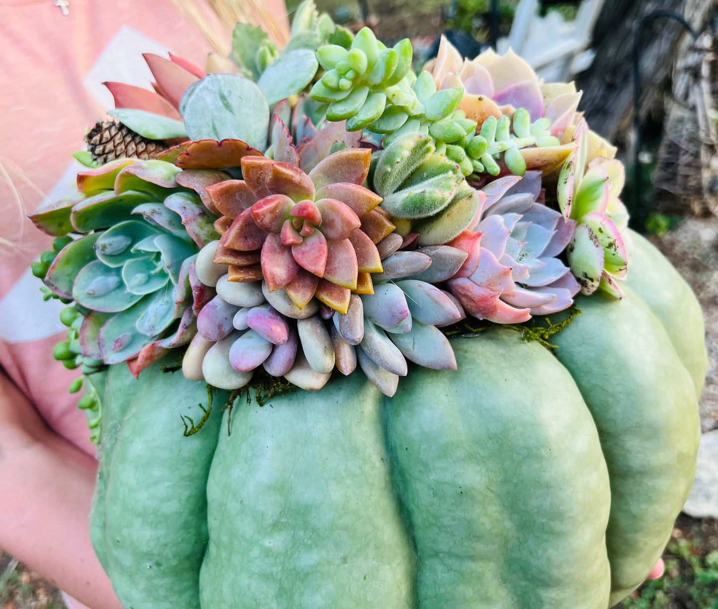 Mint Green Cinderella Succulent Pumpkin Centerpiece | Rooted Treasures Succulents