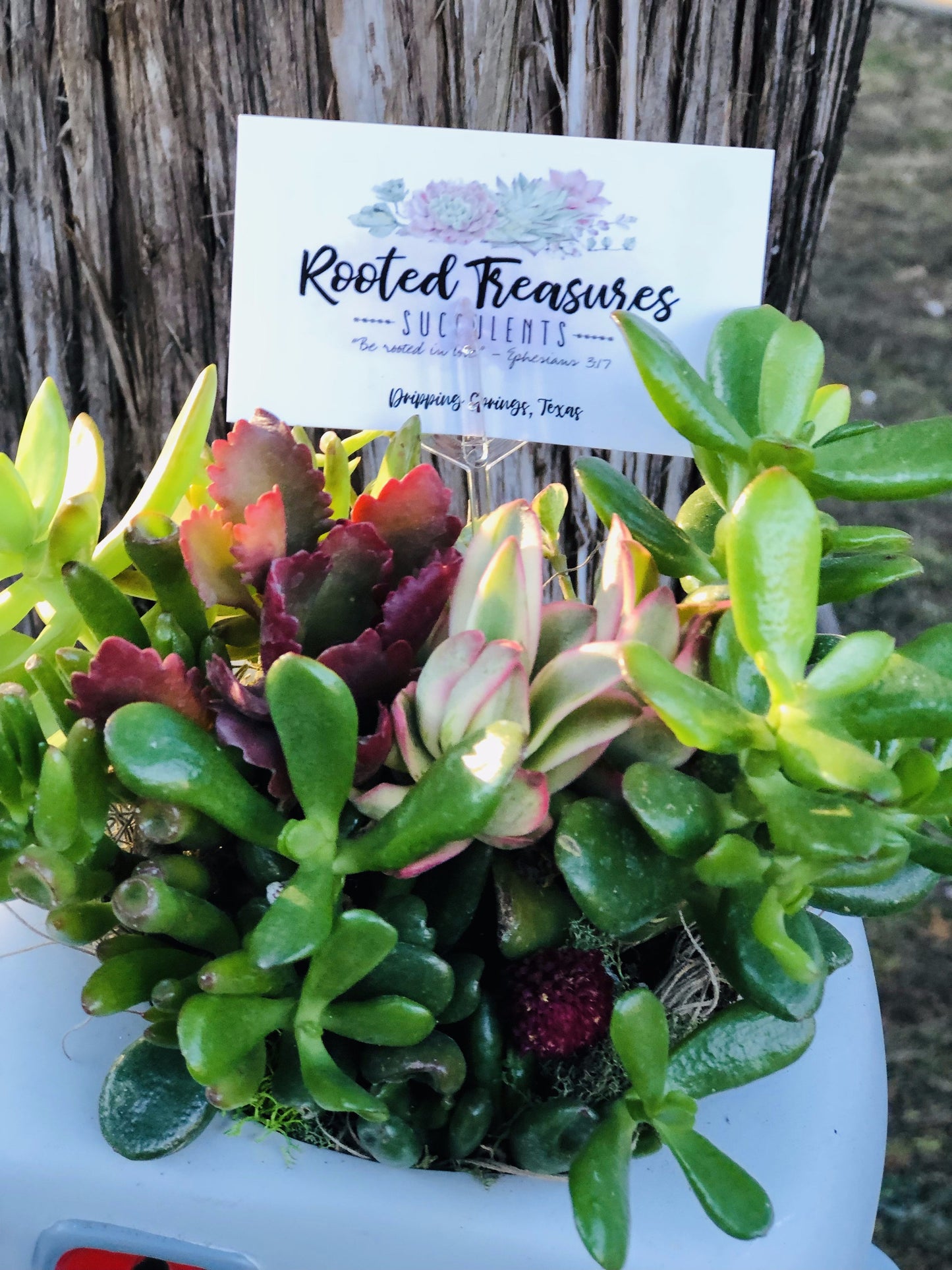 "Jaime's Adventures" Arrangement | Rooted Treasures Succulents