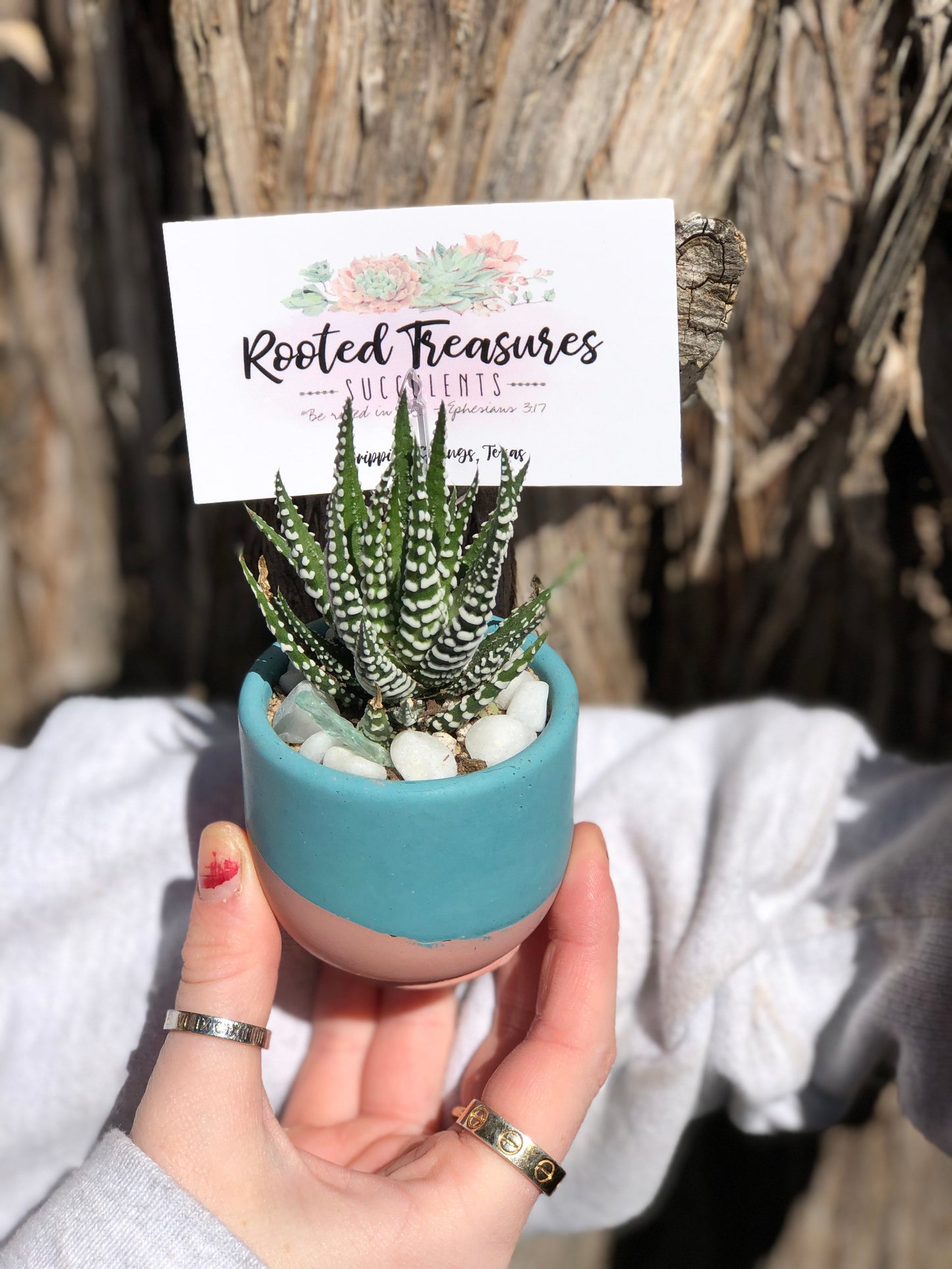 "Mini Cement Pot" Arrangement | Rooted Treasures Succulents