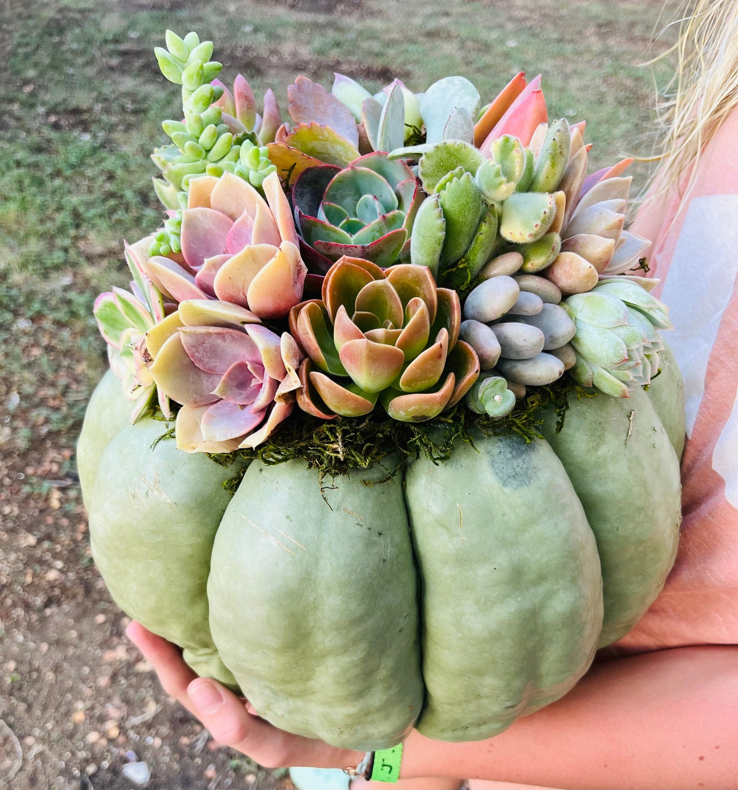 Mint Green Cinderella Succulent Pumpkin Centerpiece | Rooted Treasures Succulents