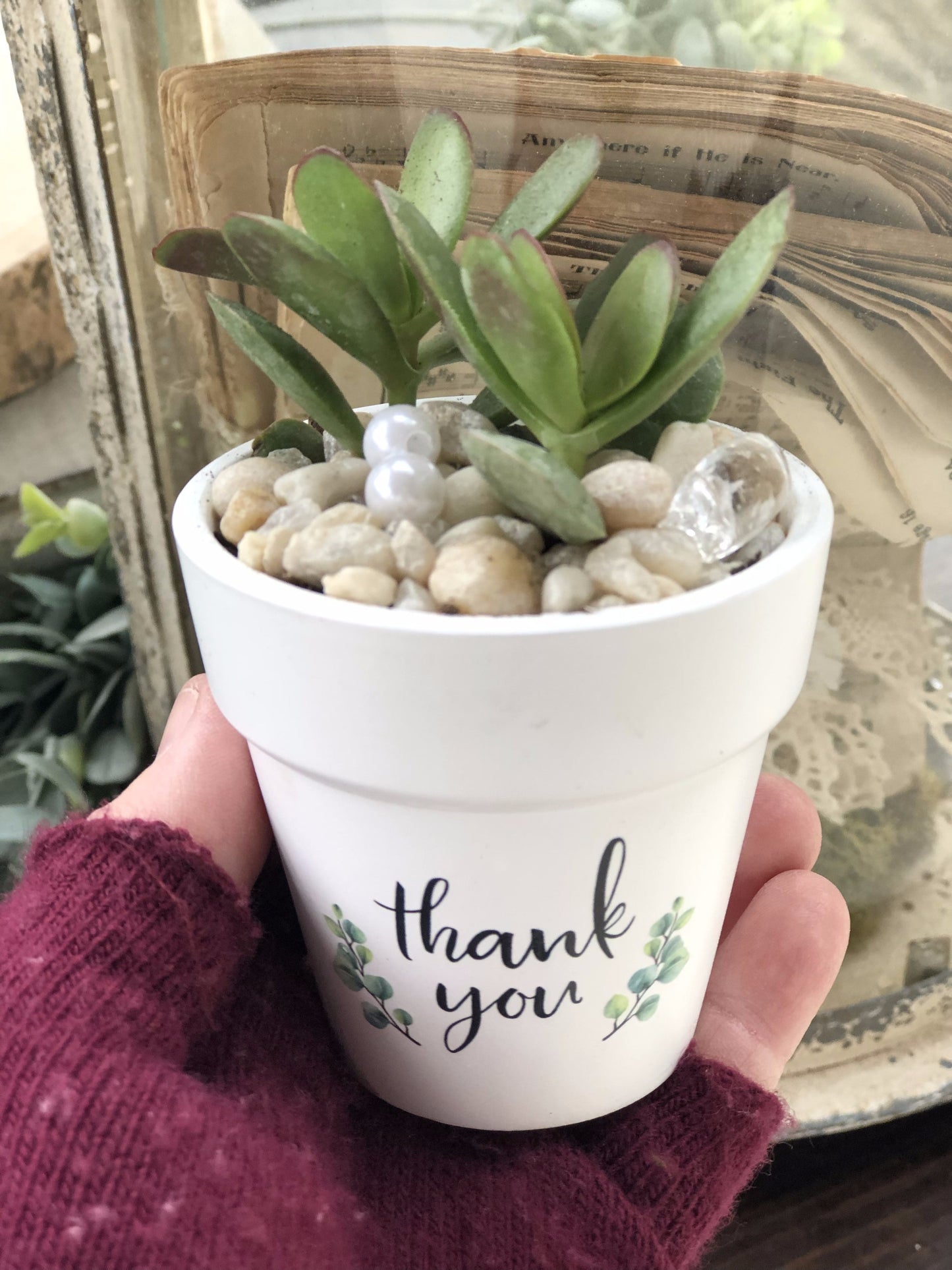 Guest Succulent Favors | Rooted Treasures Succulents