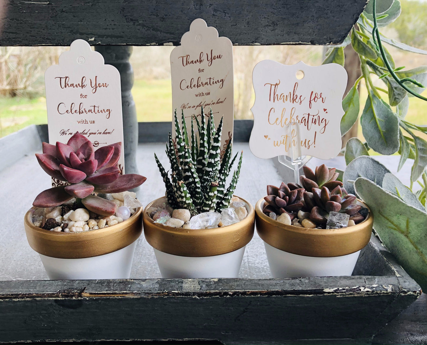 "Thank You for Celebrating With Us" | Rooted Treasures Succulents