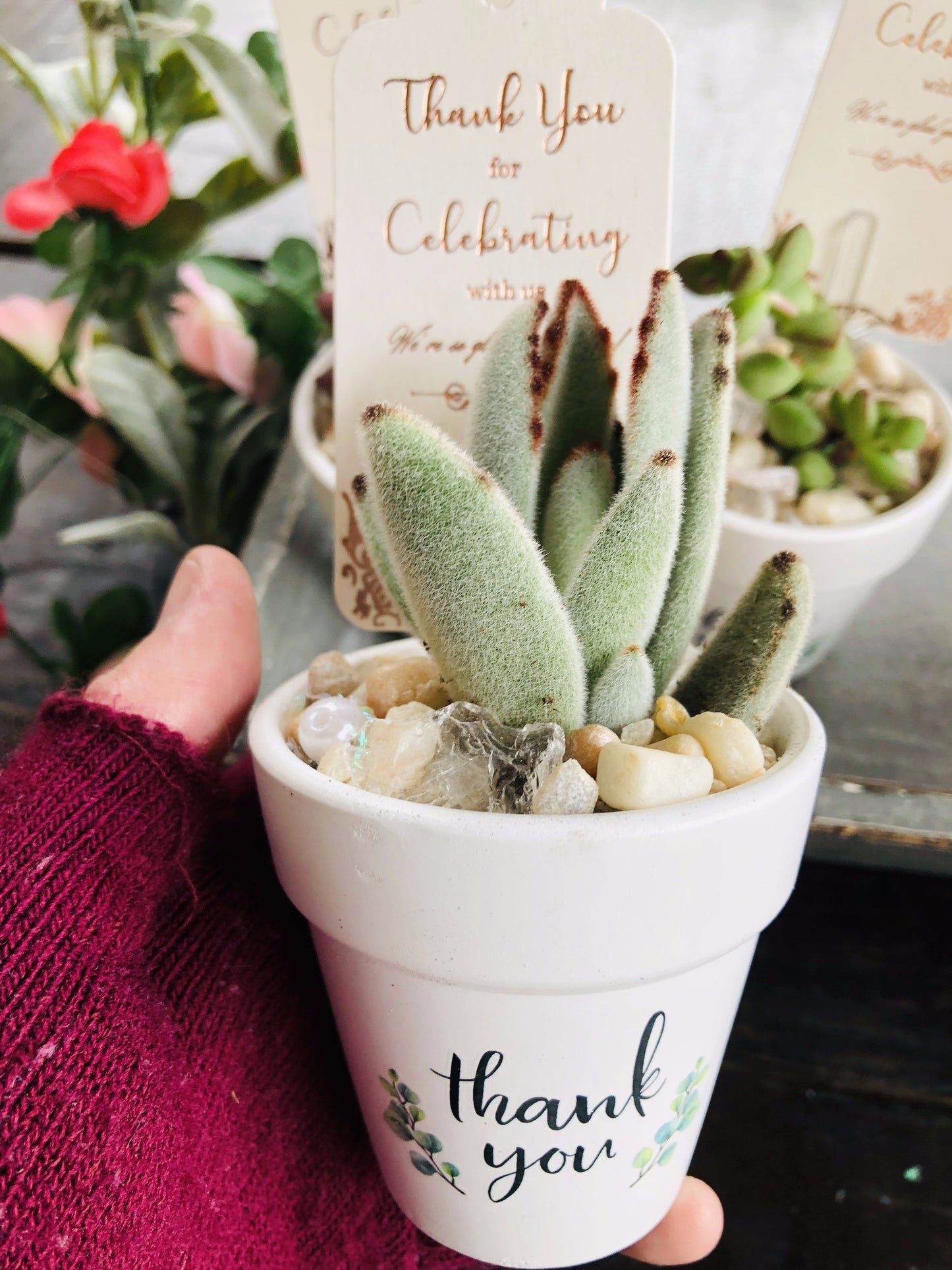 Guest Succulent Favors | Rooted Treasures Succulents