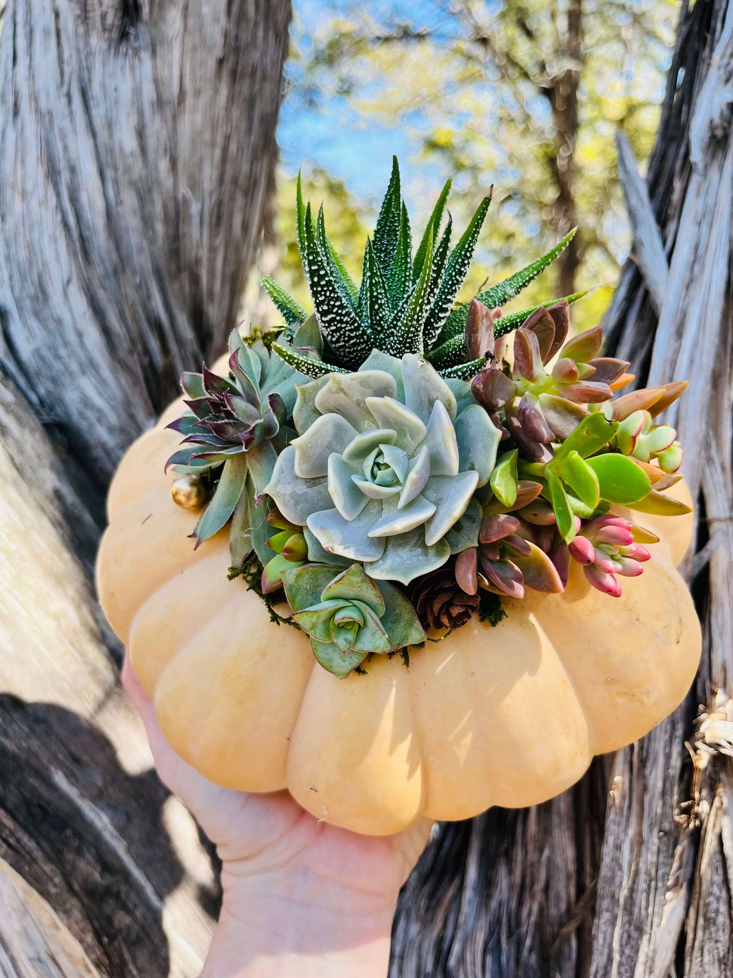 "Peach Fair Tale Pumpkin" Arrangement | Rooted Treasures Succulents