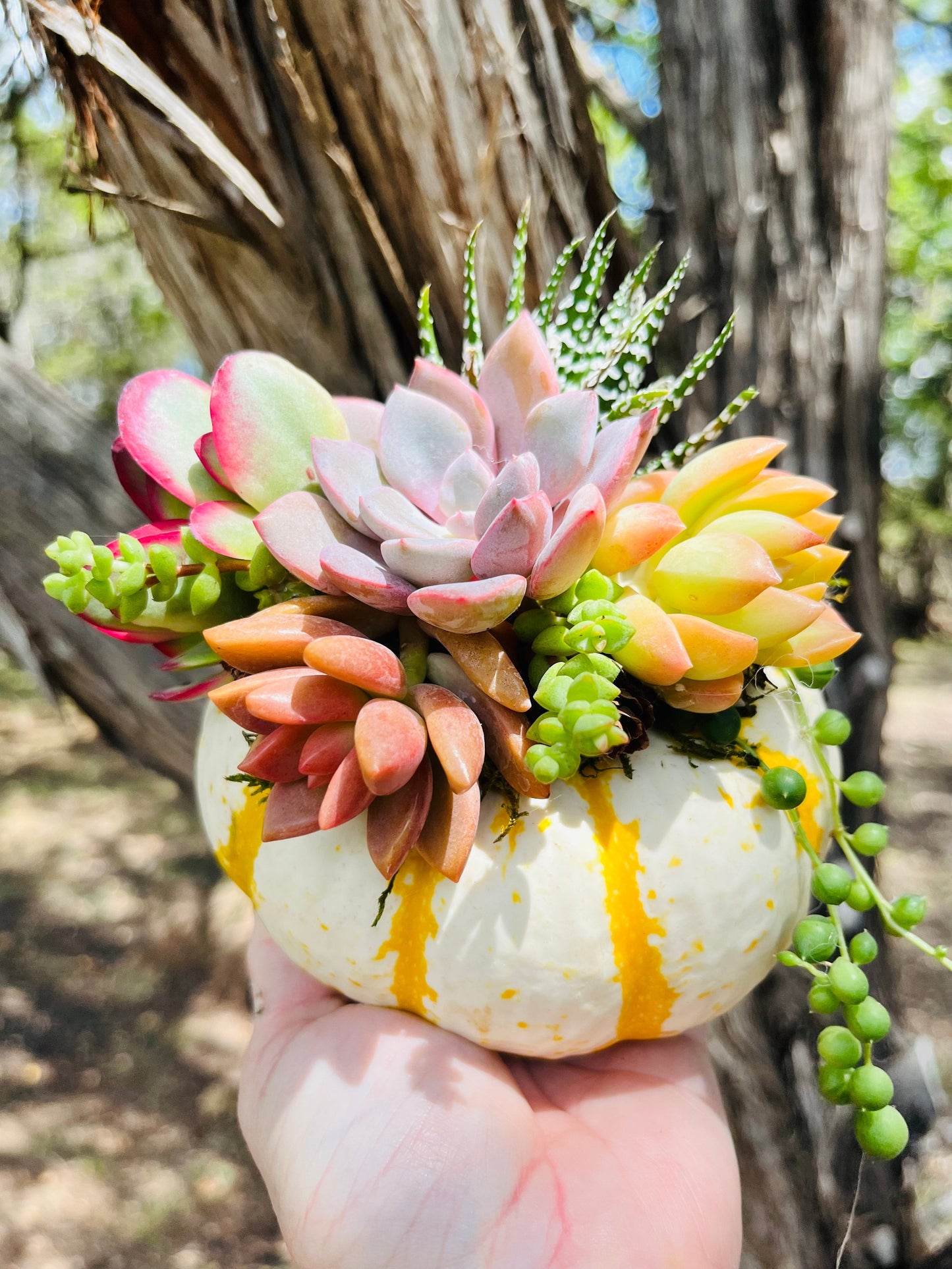 Tiger Striped Pumpkin Arrangement | Rooted Treasures Succulents