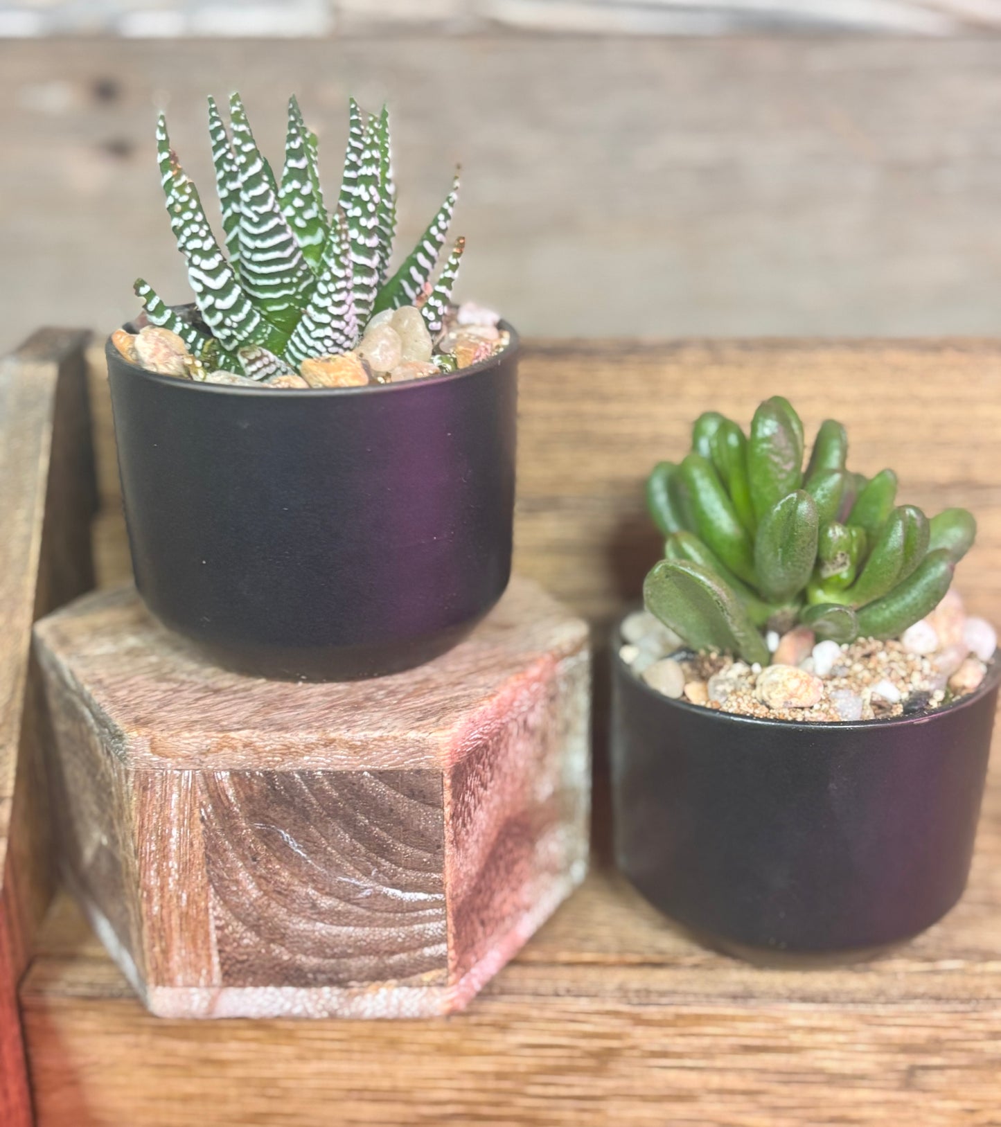 Succulent gift favors