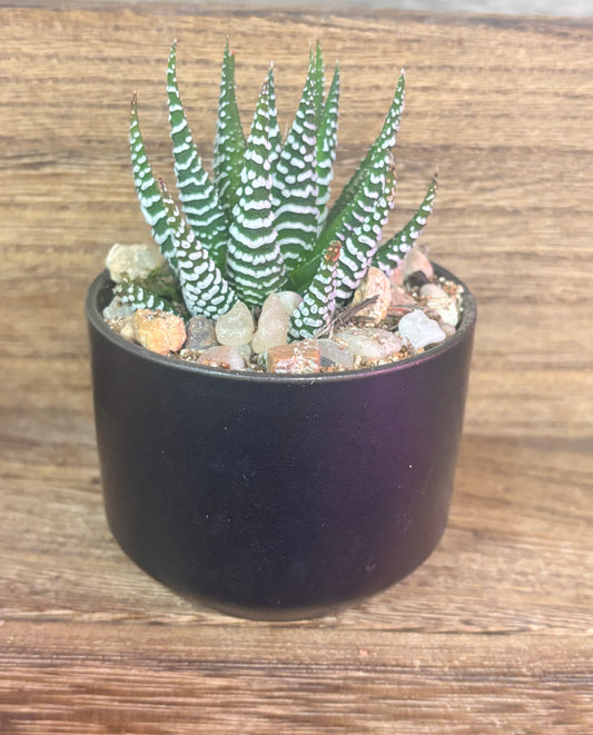 Succulent gift favors