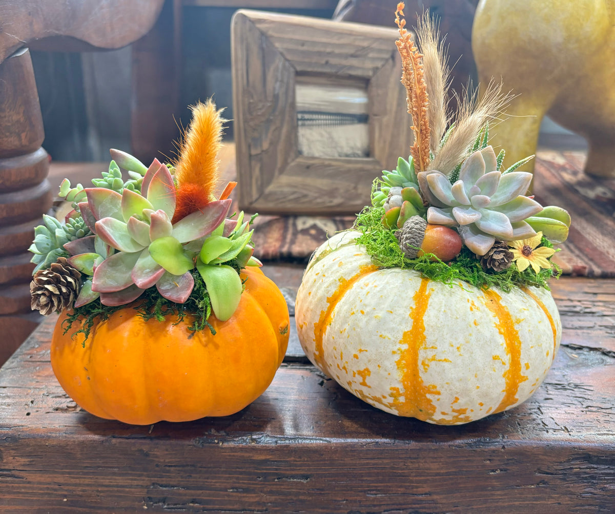 October 17th Succulent Pumpkin DIY Workshop