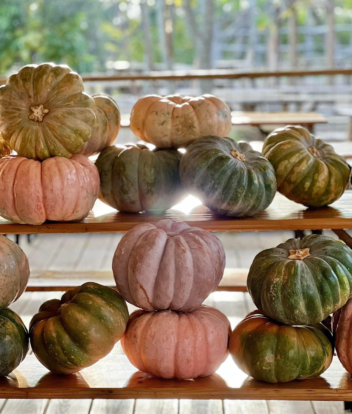 Vista Brewing | DIY Thanksgiving Centerpiece Workshop